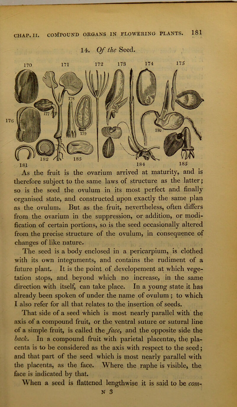 CHAP. II. 14. Of the Seed. 170 171 172 173 174 175 181 184 185 As the fruit is the ovarium arrived at maturity, and is therefore subject to the same laws of structure as the latter; so is the seed the ovulum in its most perfect and finally organised state, and constructed upon exactly the same plan as the ovulum. But as the fruit, nevertheless, often differs from the ovarium in the suppression, or addition, or modi- fication of certain portions, so is the seed occasionally altered from the precise structure of the ovulum, in consequence of changes of like nature. The seed is a body enclosed in a pericarpium, is clothed with its own integuments, and contains the rudiment of a future plant. It is the point of developement at which vege- tation stops, and beyond which no increase, in the same direction with itself, can take place. In a young state it has already been spoken of under the name of ovulum ; to which I also refer for all that relates to the insertion of seeds. That side of a seed which is most nearly parallel with the axis of a compound fruit, or the ventral suture or sutural line of a simple fruit, is called the face, and the opposite side the bade. In a compound fruit with parietal placentas, the pla- centa is to be considered as the axis with respect to the seed; and that part of the seed which is most nearly parallel with the placenta, as the face. Where the raphe is visible, the face is indicated by that. When a seed is flattened lengthwise it is said to be com-