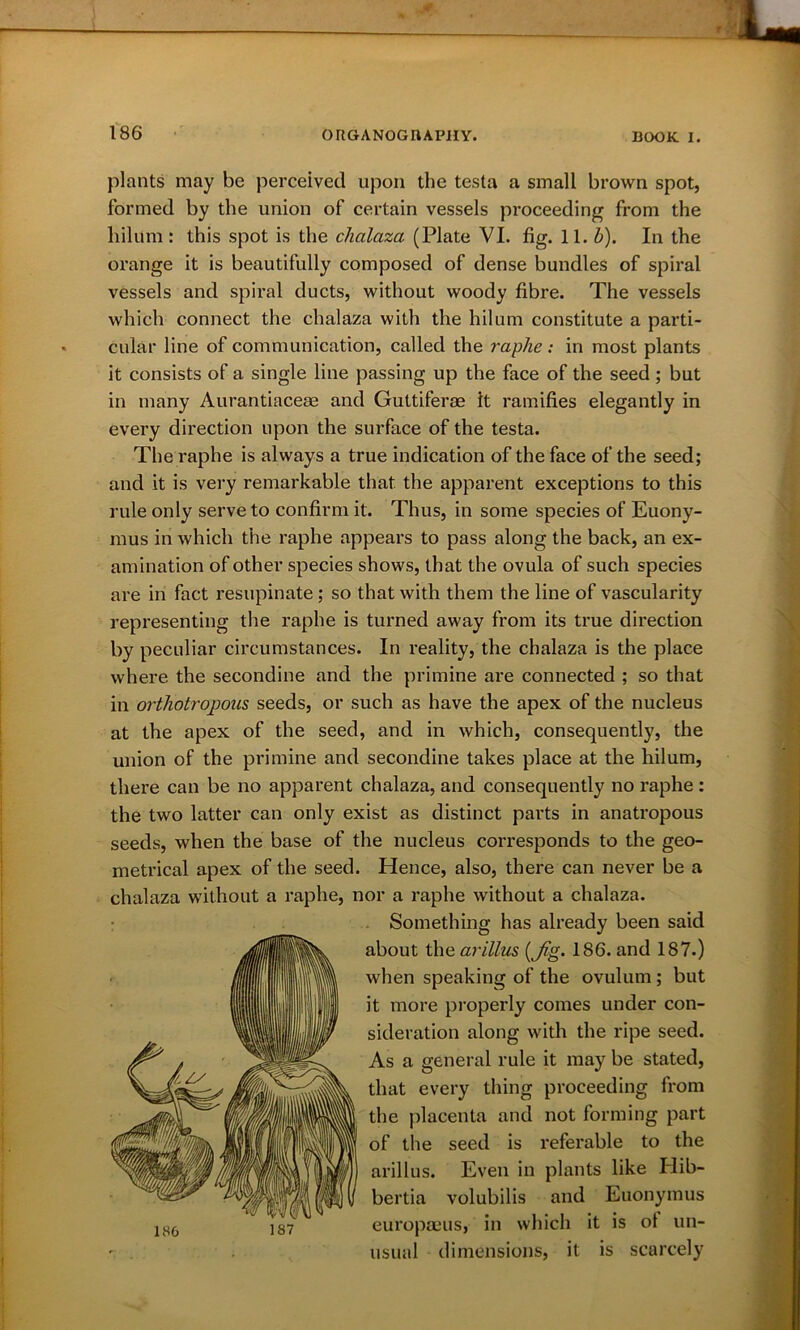 plants may be perceived upon the testa a small brown spot, formed by the union of certain vessels proceeding from the hilum : this spot is the chalaza (Plate VI. fig. 11. b). In the orange it is beautifully composed of dense bundles of spiral vessels and spiral ducts, without woody fibre. The vessels which connect the chalaza with the hilum constitute a parti- cular line of communication, called the raphe: in most plants it consists of a single line passing up the face of the seed; but in many Aurantiacese and Guttiferae it ramifies elegantly in every direction upon the surface of the testa. The raphe is always a true indication of the face of the seed; and it is very remarkable that the apparent exceptions to this rule only serve to confirm it. Thus, in some species of Euony- mus in which the raphe appears to pass along the back, an ex- amination of other species shows, that the ovula of such species are in fact resupinate; so that with them the line of vascularity representing the raphe is turned away from its true direction by peculiar circumstances. In reality, the chalaza is the place where the secondine and the primine are connected ; so that in orthotrojjous seeds, or such as have the apex of the nucleus at the apex of the seed, and in which, consequently, the union of the primine and secondine takes place at the hilum, there can be no apparent chalaza, and consequently no raphe: the two latter can only exist as distinct parts in anatropous seeds, when the base of the nucleus corresponds to the geo- metrical apex of the seed. Hence, also, there can never be a chalaza without a raphe, nor a raphe without a chalaza. Something has already been said about the arillus (Jig- 186. and 187.) when speaking of the ovulum; but it more properly comes under con- sideration along with the ripe seed. As a general rule it may be stated, that every thing proceeding from the placenta and not forming part of the seed is referable to the arillus. Even in plants like Hib- bertia volubilis and Euonyinus europaeus, in which it is ol un- usual dimensions, it is scarcely 186