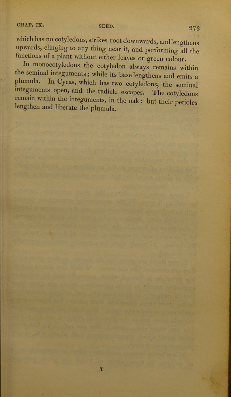 273 which has no cotyledons, strikes root downwards, andlen^thens upwards, clinging to any thing near it, and performing all the functions of a plant without either leaves or green colour. In monocotyledons the cotyledon always remains within the seminal integuments; while its base lengthens and emits a plumula. In Cycas, which has two cotyledons, the seminal integuments open, and the radicle escapes. The cotyledons remain within the integuments, in the oak ; but their petioles lengthen and liberate the plumula. T