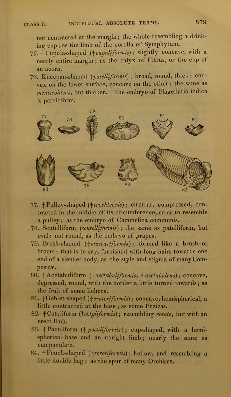 not contracted at the margin; the whole resembling a drink- ing cup; as the limb of the corolla of Symphytum. 75. f Cupola-shaped (\cupuliformis); slightly concave, with a nearly entire margin ; as the calyx of Citrus, or the cup of an acorn. 76. Kneepan-shaped (patelliformis); broad, round, thick ; con- vex on the lower surface, concave on the other: the same as meniscoideus, but thicker. The embryo of Flagellaria indica is patelliform. 79 77* f Pulley-shaped trochlear is); circular, compressed, con- tracted in the middle of its circumference, so as to resemble a pulley; as the embryo of Commelina communis. 78. Scutelliform (scutelliformis); the same as patelliform, but oval: not round, as the embryo of grapes. 79. Brush-shaped (■fmuscariformis) ; formed like a brush or broom; that is to say, furnished with long hairs towards one end of a slender body, as the style and stigma of many Com- posite. 80. fAcetabuliform (\acetabidiformis, \acetabuleus); concave, depressed, round, with the border a little turned inwards; as the fruit of some lichens. 81. f Goblet-shaped (-j-crateriforvns); concave, hemispherical, a little contracted at the base ; as some Pezizas. 82. fCotyliform (tcotyliformis) \ resembling rotate, but with an erect limb. 83. fPoculiform (f poculiformis) ; cup-shaped, with a hemi- spherical base and an upright limb; nearly the same as campanulate. 84. f Pouch-shaped [\scroliformis); hollow, and resembling a little double bag ; as the spur of many Orchises.