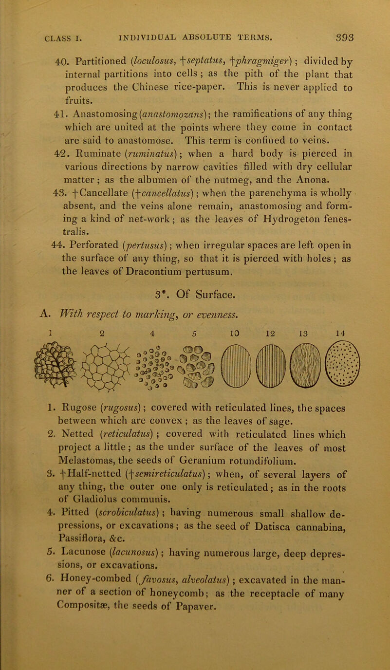 40. Partitioned (loculosus, -\septatus, j-phragmiger); divided by- internal partitions into cells ; as the pith of the plant that produces the Chinese rice-paper. This is never applied to fruits. 41. Anastomosing (anastomozans); the ramifications of any thing which are united at the points where they come in contact are said to anastomose. This term is confined to veins. 42. Ruminate (ruminatus); when a hard body is pierced in various directions by narrow cavities filled with dry cellular matter ; as the albumen of the nutmeg, and the Anona. 43. fCancellate (f cancellatus]; when the parenchyma is wholly absent, and the veins alone remain, anastomosing and form- ing a kind of net-work; as the leaves of Hydrogeton fenes- tralis. 44. Perforated (pertusus); when irregular spaces are left open in the surface of any thing, so that it is pierced with holes ; as the leaves of Dracontium pertusum. 3*. Of Surface. A. With respect to marking, or evenness. I 2 4 5 10 12 13 14 1. Rugose (rugosus); covered with reticulated lines, the spaces between which are convex ; as the leaves of sage. 2. Netted (reticulatus) ; covered with reticulated lines which project a little; as the under surface of the leaves of most Melastomas, the seeds of Geranium rotundifolium. 3. f Half-netted (fsemireticulatus); when, of several layers of any thing, the outer one only is reticulated; as in the roots of Gladiolus communis. 4. Pitted (scrobiculatus) ; having numerous small shallow de- pressions, or excavations; as the seed of Datisca cannabina, Passiflora, &c. 5. Lacunose (lacunosus); having numerous large, deep depres- sions, or excavations. 6. Honey-combed (Jhvosus, alveolatus); excavated in the man- ner of a section of honeycomb; as the receptacle of many Composite, the seeds of Papaver.