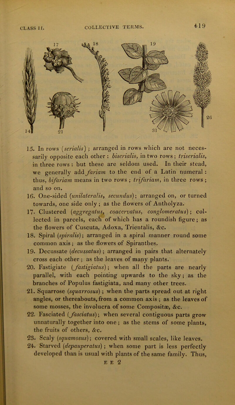 15. In rows (serialis) ; arranged in rows which are not neces- sarily opposite each other : biserialis, in two rows ; triserialis, in three rows : but these are seldom used. In their stead, we generally add Jariam to the end of a Latin numeral : thus, bifciriam means in two rows ; trifariam, in three rows ; and so on. 16. One-sided (unilateralis, secundus); arranged on, or turned towards, one side only ; as the flowers of Antholyza. 17- Clustered (aggregatus, coacervatus, conglomerates); col- lected in parcels, each of which has a roundish figure; as the flowers of Cuscuta, Adoxa, Trientalis, &c. 18. Spiral (spiralis); arranged in a spiral manner round some common axis; as the flowers of Spiranthes. 19. Decussate (decussates); arranged in pairs that alternately cross each other ; as the leaves of many plants. 20. Fastigiate (fastigiatus); when all the parts are nearly parallel, with each pointing upwards to the sky; as the branches of Populus fastigiata, and many other trees. 21. Squarrose (squarrosus) ; when the parts spread out at right angles, or thereabouts, from a common axis ; as the leaves of some mosses, the involucra of some Composite, &c. 22. Fasciated (Jasciatus); when several contiguous parts grow unnaturally together into one; as the stems of some plants, the fruits of others, &c. 23. Scaly (squamosus); covered with small scales, like leaves. 24. Starved (depauperates); when some part is less perfectly developed than is usual with plants of the same family. Thus,