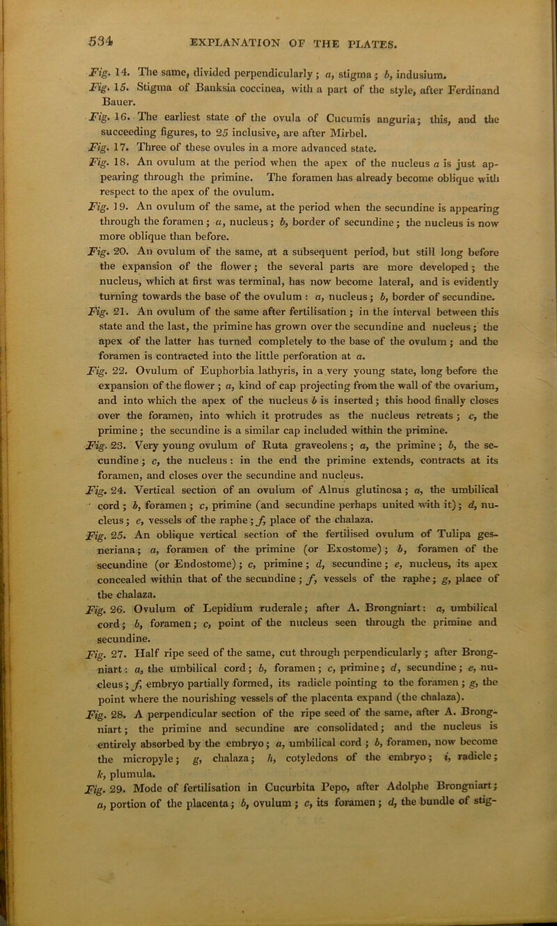 Fig. 14. The same, divided perpendicularly; a, stigma; b, indusium. Fig. 15. Stigma of Banksia coccinea, with a part of the style, after Ferdinand Bauer. Fig. 16. The earliest state of the ovula of Cucumis anguria; this, and the succeeding figures, to 25 inclusive, are after Mirbel. Fig. 17. Three of these ovules in a more advanced state. Fig. 18. An ovulum at the period when the apex of the nucleus a is just ap- pearing through the primine. The foramen has already become oblique with respect to the apex of the ovulum. Fig. 19. An ovulum of the same, at the period when the secundine is appearing through the foramen ; a, nucleus; b, border of secundine; the nucleus is now more oblique than before. Fig. 20. An ovulum of the same, at a subsequent period, but still long before the expansion of the flower; the several parts are more developed; the nucleus, which at first was terminal, has now become lateral, and is evidently turning towards the base of the ovulum : a, nucleus ; b, border of secundine. Fig. 21. An ovulum of the same after fertilisation ; in the interval between this state and the last, the primine has grown over the secundine and nucleus; the apex of the latter has turned completely to the base of the ovulum; and the foramen is contracted into the little perforation at a. Fig. 22. Ovulum of Euphorbia lathyris, in a very young state, long before the expansion of the flower ; a, kind of cap projecting from the wall of the ovarium, and into which the apex of the nucleus b is inserted; this hood finally closes over the foramen, into which it protrudes as the nucleus retreats; c, the primine; the secundine is a similar cap included within the primine. Fig- 23. Very young ovulum of Ruta graveolens; a, the primine; b, the se- cundine ; c, the nucleus: in the end the primine extends, contracts at its foramen, and closes over the secundine and nucleus. Fig. 24. Vertical section of an ovulum of Alnus glutinosa; a, the umbilical ' cord ; b, foramen ; c, primine (and secundine perhaps united with it); d, nu- cleus ; e, vessels of the raphe; f, place of the chalaza. Fig. 25. An oblique vertical section of the fertilised ovulum of Tulipa ges- neriana; a, foramen of the primine (or Exostome); b, foramen of the secundine (or Endostome); c, primine; d, secundine; e, nucleus, its apex concealed within that of the secundine; f, vessels of the raphe; g, place of the chalaza. Fig. 26. Ovulum of Lepidium ruderale; after A. Brongniart: a, umbilical cord; b, foramen; c, point of the nucleus seen through the primine and secundine. Fig. 27. Half ripe seed of the same, cut through perpendicularly ; after Brong- niart : a., the umbilical cord; b, foramen; c, primine; d, secundine; e, nu- cleus ; f embryo partially formed, its radicle pointing to the foramen ; g, the point where the nourishing vessels of the placenta expand (the chalaza). Fig. 28. A perpendicular section of the ripe seed of the same, after A. Brong- niart; the primine and secundine are consolidated; and the nucleus is entirely absorbed by the embryo; a, umbilical cord ; b, foramen, now become the micropyle; g, chalaza; h, cotyledons of the embryo; t, radicle; lc, plumula. Fig. 29. Mode of fertilisation in Cucurbita Pepo, after Adolphe Brongniart; a, portion of the placenta; b, ovulum ; c, its foramen; d, the bundle of stig-