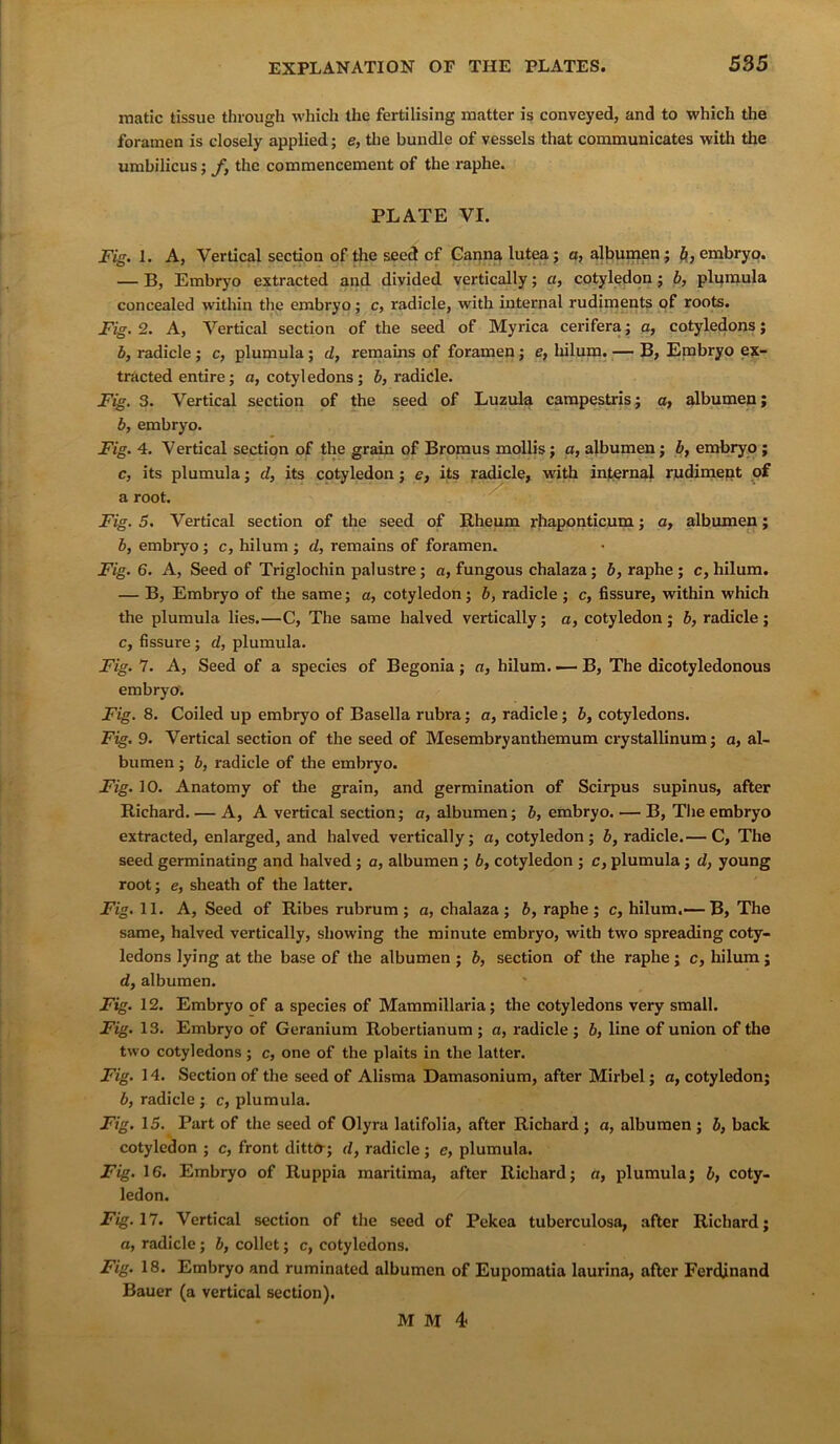 matic tissue through which the fertilising matter is conveyed, and to which the foramen is closely applied; e, the bundle of vessels that communicates with the umbilicus; fy the commencement of the raphe. PLATE VI. Fig. I. A, Vertical section of the seed cf Canna lutea; a, albumen ; b, embryo. — B, Embryo extracted and divided vertically; a, cotyledon; b, plumula concealed within the embryo; c, radicle, with internal rudiments of roots. Fig. 2. A, Vertical section of the seed of Myrica cerifera; a, cotyledons; b, radicle ; c, plumula ; d, remains of foramen; e, hilum. — B, Embryo ex- tracted entire; a, cotyledons; b, radicle. Fig. 3. Vertical section of the seed of Luzula campestris; a, albumen; b, embryo. Fig. 4. Vertical section of the grain of Bromus mollis; a, albumen; b, embryo ; c, its plumula; d, its cotyledon; e, its radicle, with internal rudiment of a root. Fig. 5. Vertical section of the seed of Rheum rhaponticum; a, albumen; b, embryo; c, hilum ; d, remains of foramen. Fig. 6. A, Seed of Triglochin palustre; a, fungous chalaza; b, raphe ; c, hilum. — B, Embryo of the same; a, cotyledon; b, radicle ; c, fissure, within which the plumula lies.—C, The same halved vertically; a, cotyledon; b, radicle; c, fissure; d, plumula. Fig. 7. A, Seed of a species of Begonia; a, hilum. — B, The dicotyledonous embryo. Fig. 8. Coiled up embryo of Basella rubra; a, radicle; b, cotyledons. Fig. 9. Vertical section of the seed of Mesembryanthemum crystallinum; a, al- bumen ; b, radicle of the embryo. Fig. 10. Anatomy of the grain, and germination of Scirpus supinus, after Richard. — A, A vertical section; a, albumen; b, embryo. — B, The embryo extracted, enlarged, and halved vertically; a, cotyledon; b, radicle.— C, The seed germinating and halved ; a, albumen ; b, cotyledon ; c, plumula ; d, young root; e, sheath of the latter. Fig. 11. A, Seed of Ribes rubrum; a, chalaza; b, raphe; c, hilum.-— B, The same, halved vertically, showing the minute embryo, with two spreading coty- ledons lying at the base of the albumen ; b, section of the raphe; c, hilum; d, albumen. Fig. 12. Embryo of a species of Mammillaria; the cotyledons very small. Fig. 13. Embryo of Geranium Robertianum ; a, radicle ; b, line of union of the two cotyledons; c, one of the plaits in the latter. Fig. 14. Section of the seed of Alisma Damasonium, after Mirbel; a, cotyledon; b, radicle ; c, plumula. Fig. 15. Part of the seed of Olyra latifolia, after Richard ; a, albumen ; b, back cotyledon ; c, front ditto-; d, radicle; e, plumula. Fig. 16. Embryo of Ruppia maritima, after Richard; a, plumula; b, coty- ledon. Fig. 17. Vertical section of the seed of Pekea tuberculosa, after Richard; a, radicle; b, collet; c, cotyledons. Fig. 18. Embryo and ruminated albumen of Eupomatia laurina, after Ferdinand Bauer (a vertical section).
