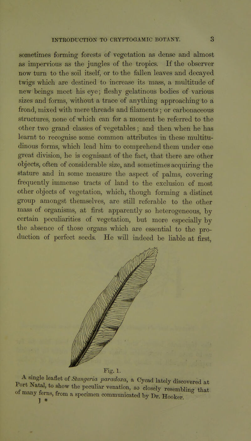 sometimes forming forests of vegetation as dense and almost as impervious as the jmigles of the tropics. If the observer now turn to the soil itself, or to the fallen leaves and decayed twigs which are destined to increase its mass, a multitude of new beings meet his eye; fleshy gelatinous bodies of various sizes and forms, without a trace of anything approaching to a frond, mixed with mere threads and filaments; or carbonaceous structures, none of which can for a moment be referred to the other two grand classes of vegetables; and then when he has learnt to recognise some common attributes in these multitu- dinous forms, which lead him to comprehend them under one great division, he is cognisant of the fact, that there are other objects, often of considerable size, and sometimes acquiring the stature and in some measure the aspect of palms, covering frequently immense tracts of land to the exclusion of most other objects of vegetation, which, though forming a distinct group amongst themselves, are still referable to the other mass of organisms, at first apparently so heterogeneous, by certain peculiarities of vegetation, but more especially by the absence of those organs which are essential to the pro- duction of perfect seeds. He will indeed be liable at first, Fig. 1. A single leaflet of Stangeria paradoxa, a Cycad lately discovered at o?^l; f ' f^ P''^^'^^ ''^^^^ly resembling that ot many lerns, from a specimen communicated by Dr. Hooker, j *
