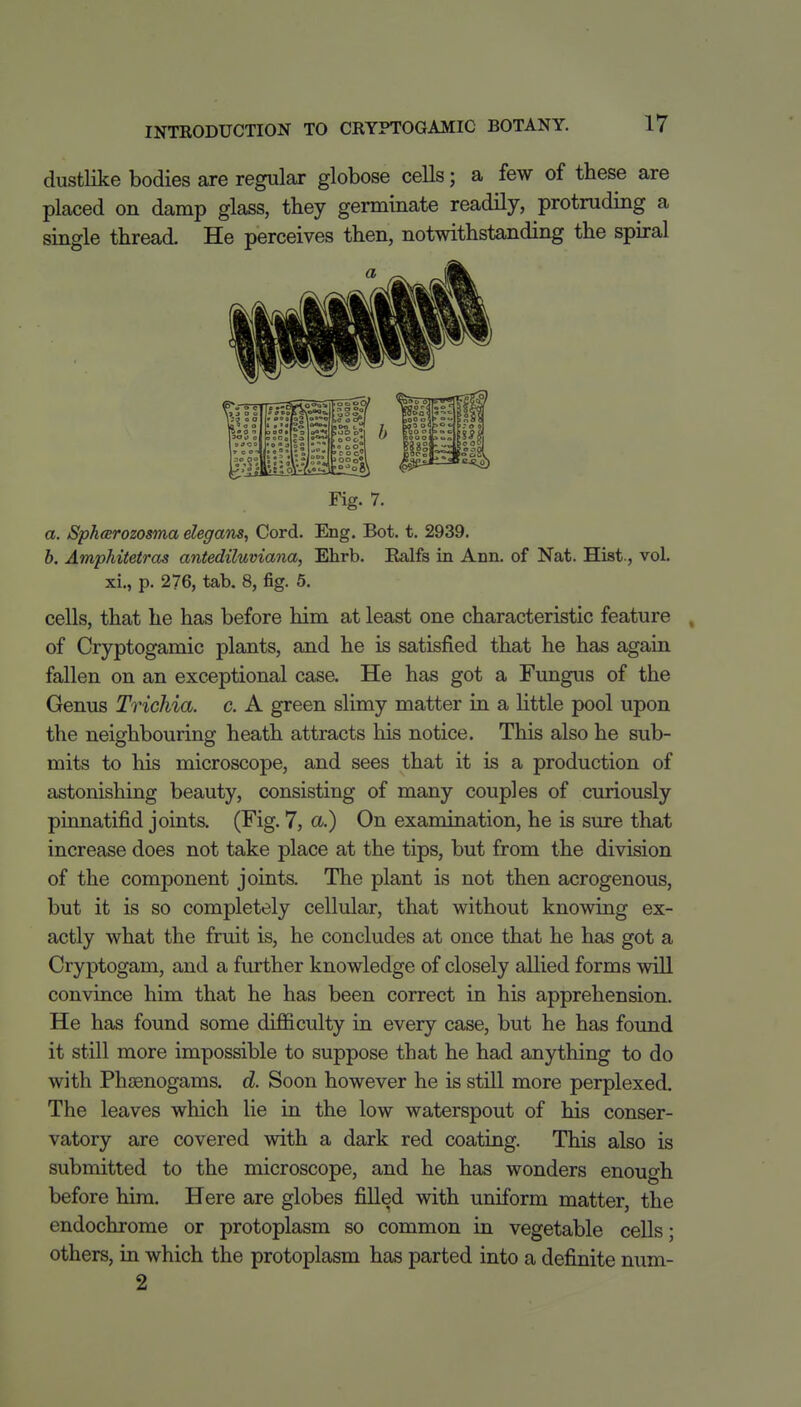 dustlike bodies are regular globose cells; a few of these are placed on damp glass, they germinate readily, protruding a single thread. He perceives then, notwithstanding the spiral Fig. 7, a. Spheerozosma elegans, Cord. Eng. Bot. t. 2939. h. Amphitetras antediluviana, Ehrb. Ealfs in Ann. of Nat. Hist., vol. xi., p. 276, tab. 8, fig. 5. cells, that he has before him at least one characteristic feature , of Cryptogamic plants, and he is satisfied that he has again fallen on an exceptional case. He has got a Fungus of the Genus Trichia. c. A green slimy matter in a little pool upon the neighbouring heath attracts his notice. This also he sub- mits to his microscope, and sees that it is a production of astonishing beauty, consisting of many couples of curiously pinnatifid joints. (Fig. 7, a.) On examination, he is sure that increase does not take place at the tips, but from the division of the component joints. The plant is not then acrogenous, but it is so completely cellular, that without knowing ex- actly what the fruit is, he concludes at once that he has got a Cryptogam, and a further knowledge of closely allied forms will convince him that he has been correct in his apprehension. He has found some difficulty in every case, but he has found it still more impossible to suppose that he had anything to do with Phasnogams. d. Soon however he is still more perplexed. The leaves which lie in the low waterspout of his conser- vatory are covered with a dark red coating. This also is submitted to the microscope, and he has wonders enough before him. Here are globes filled with uniform matter, the endochrome or protoplasm so common in vegetable cells; others, in which the protoplasm has parted into a definite num- 2