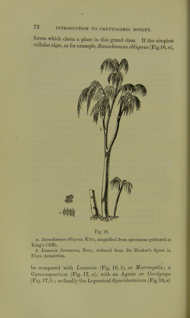 forms which claim a place in this grand class. If the simplest cellular algaj, as for example, Scenedesmus obliquus (Fig. l 6, a), a Fig 16. a. Scenedesmus ohliquus, Kiitz, magnified from specimens gathered at King's Cliffe. b. Lessonia fuseescens, Bory., reduced from Dr. Hooker's figure iu Flora Antarctica. be compared with Lessonia (Fig. 16, h), or Macrocystis; a Gymnosporium (Fig. 17, a), with an Agaric or Cordyceps (Fig. 17, Z>); or j&nally the Leprarioid Sporidesmium (Fig. ] 8, a)