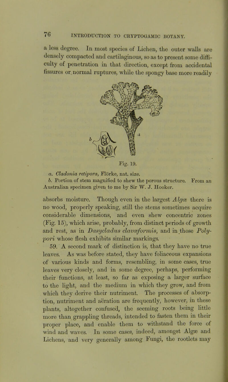 a less degree. In most species of Lichen, tlie outer walls are densely compacted and cartilaginous, so as to present some diffi- culty of penetration in that direction, except from accidental fissures or normal ruptures, while the spongy base more readily a. Cladonia retipora, Florke, nat. size. b. Portion of stem magnified to shew the porous structure. From an Australian specimen given to me by Sir W. J. Hooker. absorbs moisture. Though even in the largest Algoe there is no wood, properly speaking, still the stems sometimes acquire considerable dimensions, and even shew concentric zones (Fig. 15), which arise, probably, from distinct periods of growth and rest, as in Dasycladus clavoeformis, and in those Poly- pori whose flesh exhibits similar markings. 59. A second mark of distinction is, that they have no true leaves. As was before stated, they have foHaceous expansions of various kinds and forms, resembling, in some cases, true leaves very closely, and in some degree, perhaps, performing their functions, at least, so far as exposing a larger surface to the light, and the medium in which they grow, and from which they derive their nutriment. The processes of absorp- tion, nutriment and aeration are frequently, however, in these plants, altogether confused, the seeming roots being little more than grappling threads, intended to fasten them in their proper place, and enable them to withstand the force of wind and waves. In some cases, indeed, amongst Algfc and Lichens, and very generally among Fungi, the rootlets may