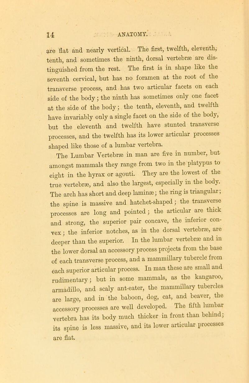 are flat and nearly vertical. The first, twelfth, eleventh, tenth, and sometimes the ninth, dorsal vertebrae are dis- tinguished from the rest. The first is in shape like the seventh cervical, but has no foramen at the root of the transverse process, and has two articular facets on each side of the body ; the ninth has sometimes only one facet at the side of the body; the tenth, eleventh, and twelfth have invariably only a single facet on the side of the body, but the eleventh and twelfth have stunted transverse processes, and the twelfth has its lower articular processes shaped like those of a lumbar vertebra. The Lumbar Vertebrae in man are five in number, but amongst mammals they range from two in the platypus to eight in the hyrax or agouti. They are the lowest of the true vertebrae, and also the largest, especially in the body. The arch has short and deep laminae; the ring is triangular; the spine is massive and hatchet-shaped; the transverse processes are long and pointed; the articular are thick and strong, the superior pair concave, the inferior con- vex ; the inferior notches, as in the dorsal vertebrae, are deeper than the superior. In the lumbar vertebrae and in the lower dorsal an accessory process projects from the base of each transverse process, and a mammillary tubercle from each superior articular process. In man these are small and rudimentary; but in some mammals, as the kangaroo, armadillo, and scaly ant-eater, the mammillary tubercles are large, and in the baboon, dog, cat, and beaier, the accessory processes are well developed. The fifth lumbar vertebra has its body much thicker in front than behind; its spine is less massive, and its lower articular processes are fiat.