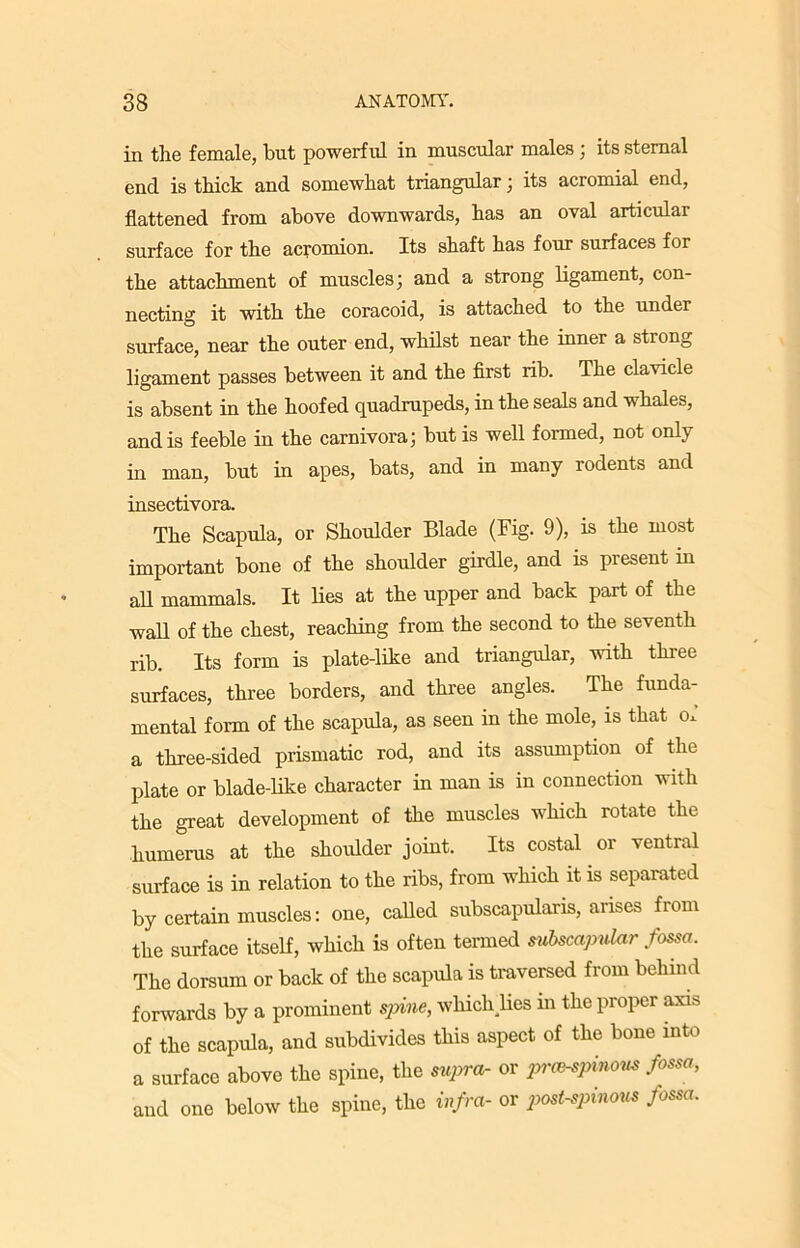 in the female, but powerful in muscular males ; its sternal end is thick and somewhat triangular; its acromial end, flattened from above downwards, has an oval articular surface for the acromion. Its shaft has four surfaces for the attachment of muscles; and a strong ligament, con- necting it with the coracoid, is attached to the under surface, near the outer end, whilst near the inner a strong ligament passes between it and the first rib. The clavicle is absent in the hoofed quadrupeds, in the seals and whales, and is feeble in the carnivora; but is well formed, not only in man, but in apes, bats, and in many rodents and insectivora. The Scapula, or Shoulder Blade (Fig. 9), is the most important bone of the shoulder girdle, and is present in all mammals. It lies at the upper and back part of the wall of the chest, reaching from the second to the seventh rib. Its form is plate-like and triangular, with three surfaces, three borders, and three angles. The funda- mental form of the scapula, as seen in the mole, is that o. a three-sided prismatic rod, and its assumption of the plate or blade-like character in man is in connection with the great development of the muscles which rotate the humerus at the shoulder joint. Its costal or ventral surface is in relation to the ribs, from which it is separated by certain muscles: one, called subscapularis, arises from the surface itself, which is often termed subscapular fossa. The dorsum or back of the scapula is traversed from behind forwards by a prominent spine, which lies in the proper axis of the scapula, and subdivides this aspect of the bone into a surface above the spine, the supra- or pr(B-spinous fossa, and one below the spine, the infra- or post-spinous fossa.