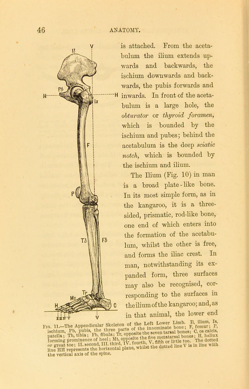 is attached. From the aceta- bulum the ilium extends up- wards and backwards, the ischium downwards and back- wards, the pubis forwards and H inwards. In front of the aceta- bulum is a large hole, the obturator or thyroid foramen, which is bounded by the ischium and pubes; behind the acetabulum is the deep sciatic notch, which is bounded by the ischium and ilium. The Ilium (Fig. 10) in man is a broad plate - like bone. In its most simple form, as in the kangaroo, it is a three- sided, prismatic, rod-like bone, one end of which enters into the formation of the acetabu- lum, whilst the other is free, and forms the iliac crest. In man, notwithstanding its ex- panded form, three surfaces may also be recognised, cor- responding to the surfaces in the ilium of the kangaroo; and, as in that animal, the lower end forming prom nence of heel v. flfth or little toe. The dotted or great toe; II.second. III. third, IV. fourt , > v is in line with line HII represents the horizontal plane, whilst tne aout-u the vertical axis of the spine.