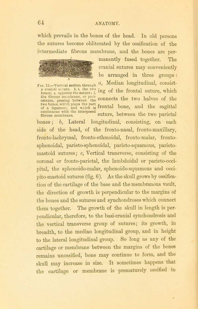 which prevails in the bones of the head. In old persons the sutures become obliterated by the ossification of the intermediate fibrous membrane, and the bones are per- manently fused together. The cranial sutures may conveniently be arranged in three groups : Fig. 13.—Vertical section through Median longitudinal, COnsist- bo“! oppose tte iuture ™ °f th<3 fr0ntal Suture> which p?he Connects the two halves of the two bones, which plays the part j. . 1 r -i 1 of a ligament, and wuich is frontal bone, and the sagittal continuous with the interposed , , . ,, . . , fibrous membrane. suture, between the two parietal each consisting, on bones; b, Lateral longitudinal, side of the head, of the fronto-nasal, fronto-maxilla.ry, fronto-lachrymal, fronto-ethmoidal, fronto-malar, fronto- sphenoidal, parieto-sphenoidal, parieto-squamous, parieto- mastoid sutures; c, Vertical transverse, consisting of the coronal or fronto-parietal, the lambdoidal or parieto-occi- pital, the sphenoido-malar, sphenoido-squamous and occi- pito-mastoid sutures (fig. 6). As the skull grows by ossifica- tion of the cartilage of the base and the membranous vault, the direction of growth is perpendicular to the margins of the bones and the sutures and synchondroses which connect them together. The growth of the skull in length is per- pendicular, therefore, to the basi-cranial synchondrosis and the vertical transverse group of sutures; its growth, in breadth, to the median longitudinal group, and in height to the lateral longitudinal group. So long as any of the cartilage or membrane between the margins of the bones remains unossified, bone may continue to form, and the skull may increase in size. It sometimes happens that the cartilage or membrane is prematurely ossified in