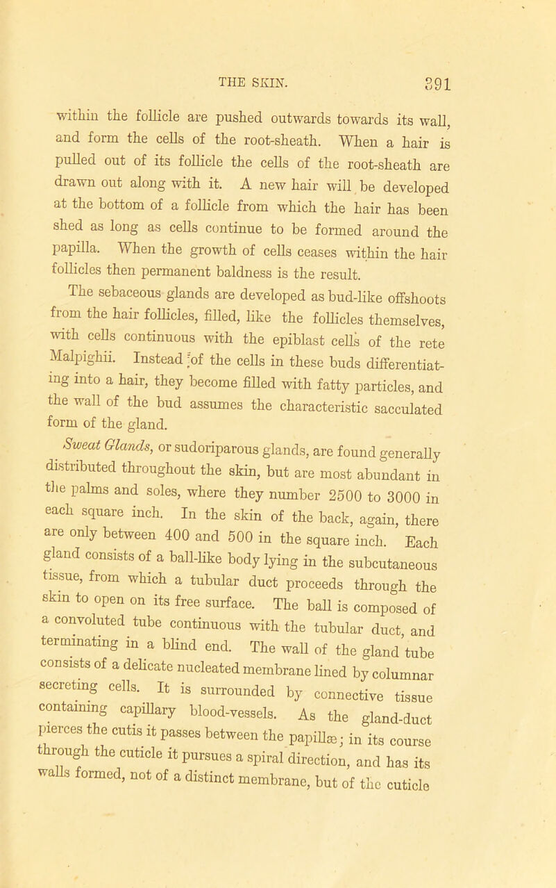 within the follicle are pushed outwards towards its wall, and form the cells of the root-sheath. When a hair is pulled out of its follicle the cells of the root-sheath are drawn out along with it. A new hair will be developed at the bottom of a follicle from which the hair has been shed as long as cells continue to be formed around the papilla. When the growth of cells ceases within the hair follicles then permanent baldness is the result. The sebaceous glands are developed as bud-like offshoots from the hair follicles, filled, like the follicles themselves, with cells continuous with the epiblast cells of the rete Malpighii. Instead ;of the cells in these buds differentiat- ing into a hair, they become filled with fatty particles, and the wall of the bud assumes the characteristic sacculated form of the gland. SuiecU Glands, or sudoriparous glands, are found generally distributed throughout the skin, but are most abundant in the palms and soles, where they number 2500 to 3000 in each square inch. In the skin of the back, again, there are only between 400 and 500 in the square inch. Each gland consists of a ball-like body lying in the subcutaneous tissue, from which a tubular duct proceeds through the ekin to open on its free surface. The ball is composed of a convoluted tube continuous with the tubular duct, and terminating in a blind end. The wall of the gland’tube consists of a delicate nucleated membrane fined by columnar secreting cells. It is surrounded by connective tissue containing capillary blood-vessels. As the gland-duct pierces the cutis it passes between the papilla- in its course through the cuticle it pursues a spiral direction, and has its walls formed, not of a distinct membrane, but of the cuticle