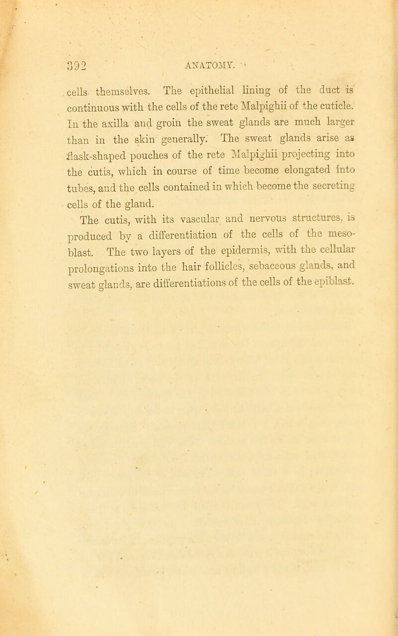 cells themselves. The epithelial lining of the duct ls continuous with the cells of the rete Malpighii of the cuticle. In the axilla and groin the sweat glands are much larger than in the skin generally. The sweat glands arise as flask-shaped pouches of the rete Malpighii projecting into the cutis, which in course of time become elongated into tubes, and the cells contained in which become the secreting cells of the gland. The cutis, with its vascular and nervous structures, is produced by a differentiation of the cells of the meso- blast. The two layers of the epidermis, with the cellular prolongations into the hair follicles, sebaceous glands, and sweat glands, are differentiations of the cells of the epiblast.