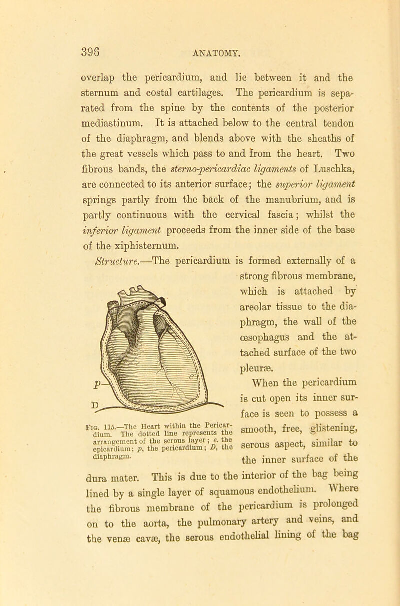 overlap the pericardium, and lie between it and the sternum and costal cartilages. The pericardium is sepa- rated from the spine by the contents of the posterior mediastinum. It is attached below to the central tendon of the diaphragm, and blends above with the sheaths of the great vessels which pass to and from the heart. Two fibrous bands, the sterno-pericardiac ligaments of Luschka, are connected to its anterior surface; the superior ligament springs partly from the back of the manubrium, and is partly continuous with the cervical fascia; whilst the inferior ligament proceeds from the inner side of the base of the xiphisternum. Structure.—The pericardium is formed externally of a strong fibrous membrane, which is attached by areolar tissue to the dia- phragm, the wall of the oesophagus and the at- tached surface of the two pleurae. When the pericardium is cut open its inner sur- face is seen to possess a smooth, free, glistening, serous aspect, similar to the inner surface of the Fig. 116.—^The Heart within the Pericar- dium. The dotted line represents the arrniigemont of the serous iayer; e. the epicnrdiuin; p, the peiicai'dium; D, the diaphragm. dura mater. This is due to the interior of the bag being lined by a single layer of squamous endothelium. Where the fibrous membrane of the pericardium is prolonged on to the aorta, the pulmonary artery and veins, and the venm cavae, the serous endothelial lining of the bag