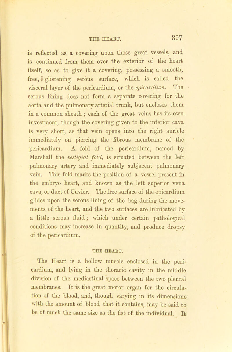 is reflected as a covering upon those great vessels, and is continued from them over the exterior of the heart itself, so as to give it a covering, possessing a smooth, free, I glistening serous surface, which is called the visceral layer of the pericardium, or the epicardium. The serous lining does not form a separate covering for the aorta and the pulmonary arterial trunk, but encloses them in a common sheath; each of the great veins has its own investment, though the covering given to the inferior cava is very short, as that vein opens into the right auricle immediately on piercing the fibrous membrane of the pericardium. A fold of the pericardium, named by Marshall the vestigial fold, is situated between the left pulmonary artery and immediately subjacent pulmonary vein. This fold marks the position of a vessel present in the embryo heart, and known as the left superior vena cava, or duct of Cuvier. The free surface of the epicardium glides upon the serous lining of the bag during the move- ments of the heart, and the two surfaces are lubricated by a little serous fluid; which under certain pathological conditions may increase in quantity, and produce dropsy of the pericardium. THE HEART. The Heart is a hollow muscle enclosed in the peri- cardium, and lying in the thoracic cavity in the middle division of the mediastinal space between the two pleural membranes. It is the great motor organ for the circula- tion of the blood, and, though varying in its dimensions with the amount of blood that it contains, may be said to be of much the same size as the fist of the individual. It