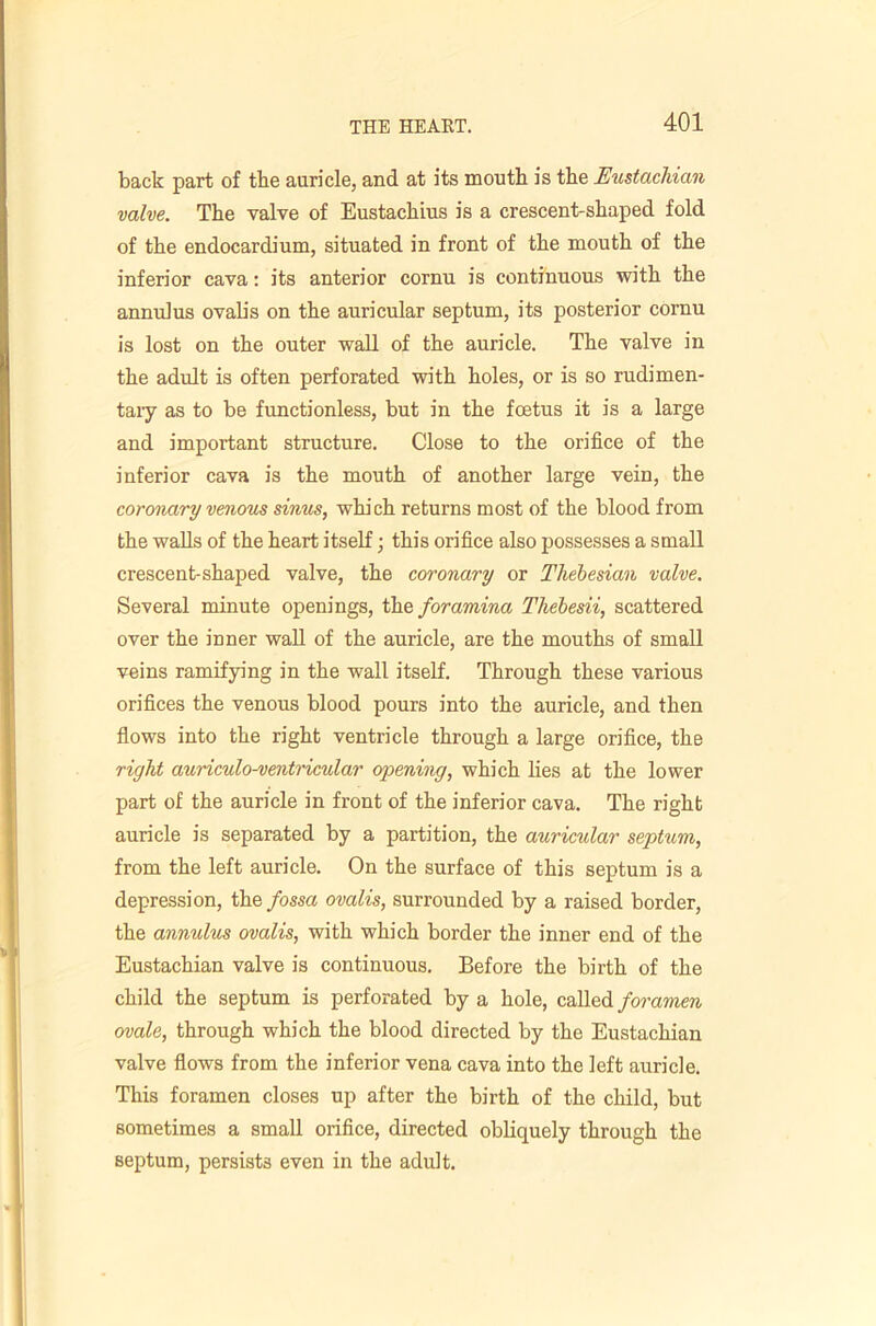 back part of the auricle, and at its mouth is the Eustachian valve. The valve of Eustachius is a crescent-shaped fold of the endocardium, situated in front of the mouth of the inferior cava: its anterior cornu is continuous with the annulus ovahs on the auricular septum, its posterior cornu is lost on the outer wall of the auricle. The valve in the adult is often perforated with holes, or is so rudimen- taiy as to be functionless, but in the foetus it is a large and important structure. Close to the orifice of the inferior cava is the mouth of another large vein, the coronary venom sinus, which returns most of the blood from the walls of the heart itself; this orifice also possesses a small crescent-shaped valve, the coronary or Thebesian valve. Several minute openings, the foramina Thebesii, scattered over the inner wall of the auricle, are the mouths of small veins ramifying in the wall itself. Through these various orifices the venous blood pours into the auricle, and then flows into the right ventricle through a large orifice, the right auriculo-vmtricular opening, which lies at the lower part of the auricle in front of the inferior cava. The right auricle is separated by a partition, the auricular septum, from the left auricle. On the surface of this septum is a depression, the fossa ovalis, surrounded by a raised border, the annulus ovalis, with which border the inner end of the Eustachian valve is continuous. Before the birth of the child the septum is perforated by a hole, called ovale, through which the blood directed by the Eustachian valve flows from the inferior vena cava into the left auricle. This foramen closes up after the birth of the child, but sometimes a small orifice, directed obhquely through the septum, persists even in the adult.