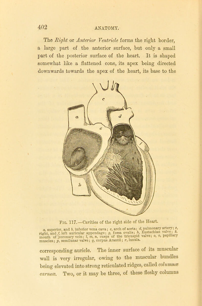 The Right or Anterior Ventricle forms the right border, a large part of the anterior surface, but only a small part of the posterior surface of the heart. It is shaped somewhat like a flattened cone, its apex being directed downwards towards the apex of the heart, its base to the Fig. 117.—Cavities of the right side of the Heart. a, superior, and 6, inferior vena cava; c, arch of aorta; rf, pulmonary artery; e, rieht, and/, left auricular appendage; p, fossa ovalis; A, Evistachian valve; t. mouth of icoronary vein; /, m, n, cusps of the tricuspid valve; o, o, papillary muscles; p, semilunar valve; ?, corpus Arantil; r, lunula. corresponding auricle. The inner surface of its muscular waU is very irregular, owing to the muscular bundles being elevated into strong reticulated ridges, called columnce carnece. Two, or it may be three, of these fleshy columns