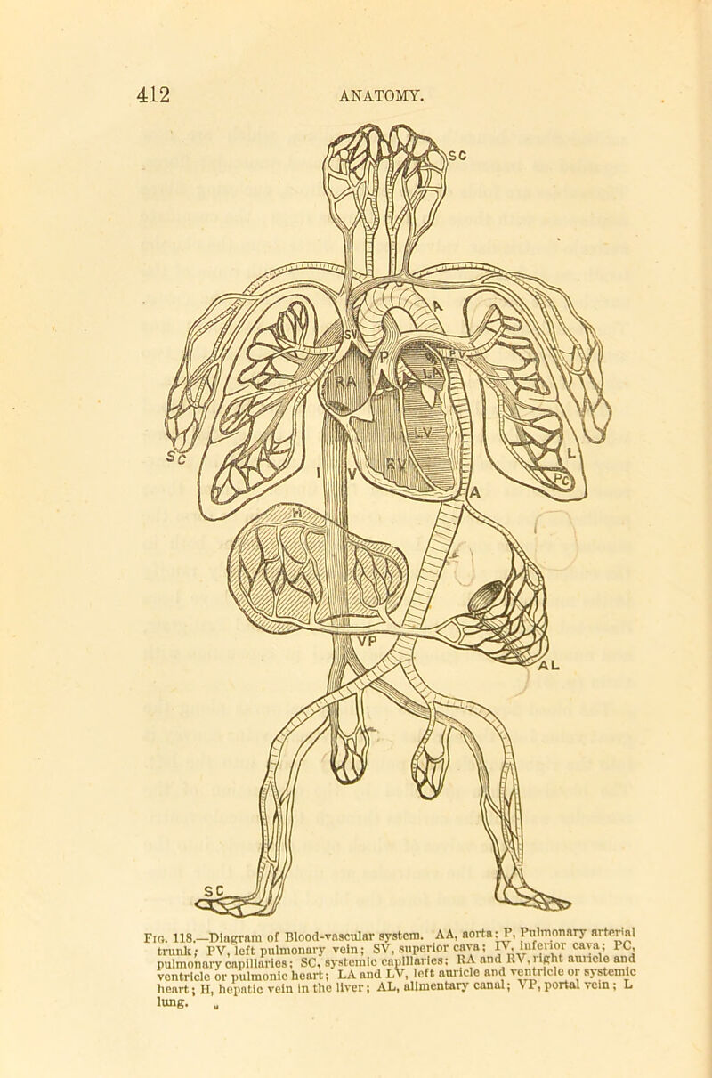 Fro. 118.—Diaffram of Blood-vascular system. AA, aorta: P, Pulmonary arteml tiunk; PV, left pulmonary vein; SV, superior cava; pulmonai-y capillaries; SC, sy.stemic capillaries; RA and lU -jlKl't aunclo and ventricle or pulmonic heart; LA and LV, left auricle and ventricle or systemic heart; H, hepatic vein in the liver; AL, alimentary' canal; v P, portal vein; L lung.