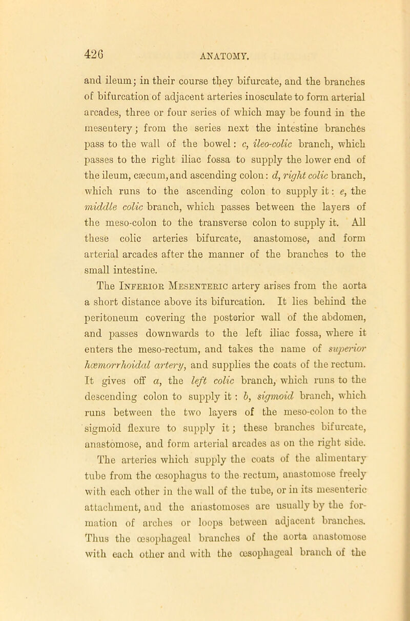 and ileum; in their course they bifurcate, and the branches of bifurcation of adjacent arteries inosculate to form arterial arcades, three or four series of which may be found in the meseutery; from the series next the intestine branches pass to the wall of the bowel: c, ileocolic branch, which passes to the right iliac fossa to supply the lower end of the deum, caecum, and ascending colon: d, right colic branch, which runs to the ascending colon to supply it: e, the middle colic branch, which passes between the layers of the meso-colon to the transverse colon to supply it. AH these colic arteries bifurcate, anastomose, and form arterial arcades after the manner of the branches to the small intestine. The Inpekior Mesenteric artery arises from the aorta a short distance above its bifurcation. It lies behind the peritoneum covering the posterior wall of the abdomen, and passes downwards to the left iliac fossa, where it enters the meso-rectum, and takes the name of superior hcemorrhoidal artery, and supplies the coats of the rectum. It gives off a, the left colic branch, which runs to the descending colon to supply it ; h, sigmoid branch, which runs between the two layers of the meso-colon to the sigmoid flexure to supply it; these branches bifurcate, anastomose, and form arterial arcades as on the right side. The arteries which supply the coats of the alimentary tube from the oesophagus to the rectum, anastomose freely with each other in the wall of the tube, or iu its mesenteric attachment, and the anastomoses are usually by the for- mation of arches or loops between adjacent branches. Thus the oesophageal branches of the aorta anastomose with each other and with the oesophageal branch of the
