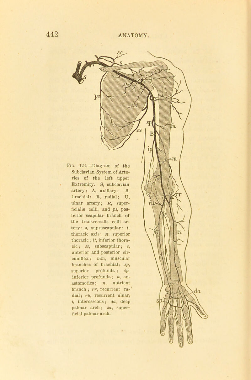 Fig. 124.—Diagram of the Subclavian System of Arte- ries of the left upper Extremity. S, subclavian artery ; A, axillary; B, brachial; R, radial; U, ulnar artery; sc, super- ficialis colli, and ps, pos- terior scapular branch of the transversalis coUl ar- tery ; s, suprascapular; I, thoracic axis; if, superior thoracic; if, inferior thora- cic ; ii, subscapular; c, anterior and posterior cir- cumflex ; mm, muscular branches of brachial; sp, superior profunda ; ip, inferior profunda; a, an- astomotica; n, nutrient branch ; rr, recurrent ra- dial; ru, rocuiTcnt ulnar; i, interosseous; da, deep palmar arch; io, super- flcial palmar arch.