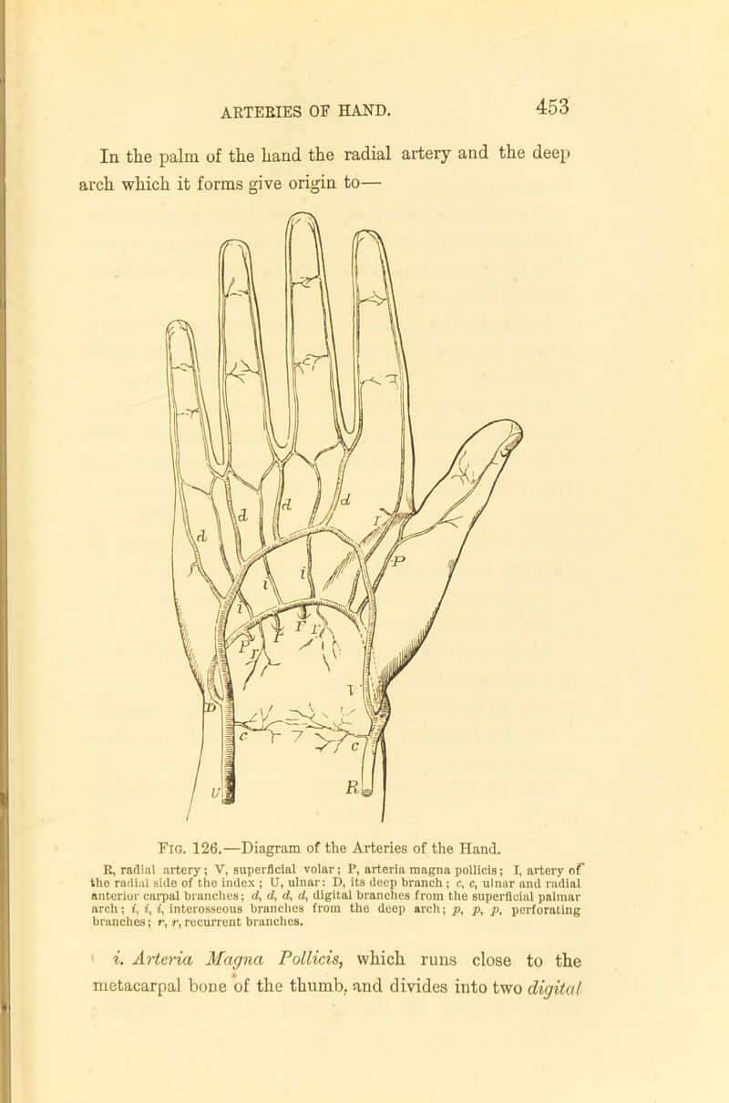 In the palm of the hand the radial artery and the deep arch which it forms give origin to— Fig. 126.—Diagram of the Arteries of the Hand. E, radial artery ; V, superficial volar; P, arteria raagna pollicis; I, artery of the racliiil side of the index ; U, ulnar: D, its deep branch; c, c, ulnar and radial anterior carpal blanches; tf, d, d, d, digital branches from the superficial palmar arch; i, i, i, interosseous branches from the deep arch; p, p, p, perforating branches; r, r, recurrent branches. Arteria Magna Pollicis, which runs close to the metacarpal bone of the thumb, and divides into two digital