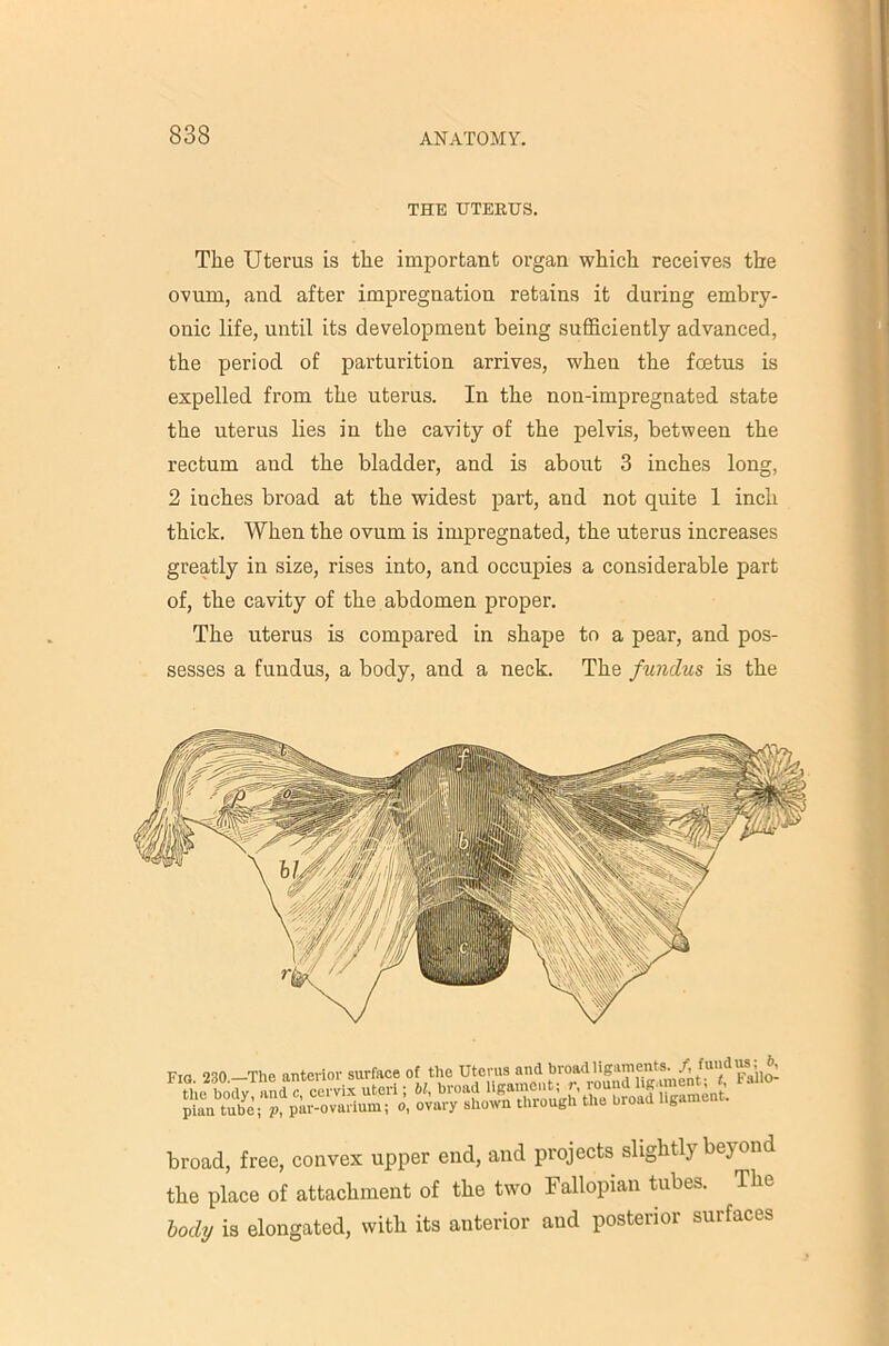 THE UTERUS. The Uterus is the important organ which receives the ovum, and after impregnation retains it during embry- onic life, until its development being sufficiently advanced, the period of parturition arrives, when the foetus is expelled from the uterus. In the non-impregnated state the uterus lies in the cavity of the pelvis, between the rectum and the bladder, and is about 3 inches long, 2 inches broad at the widest part, and not quite 1 inch thick. When the ovum is impregnated, the uterus increases greatly in size, rises into, and occupies a considerable part of, the cavity of the abdomen proper. The uterus is compared in shape to a pear, and pos- sesses a fundus, a body, and a neck. The fundus is the broad, free, convex upper end, and projects slightly beyond the place of attachment of the two Fallopian tubes. The body is elongated, with its anterior and posterior surfaces Fia. 230.— the body piun tub -....