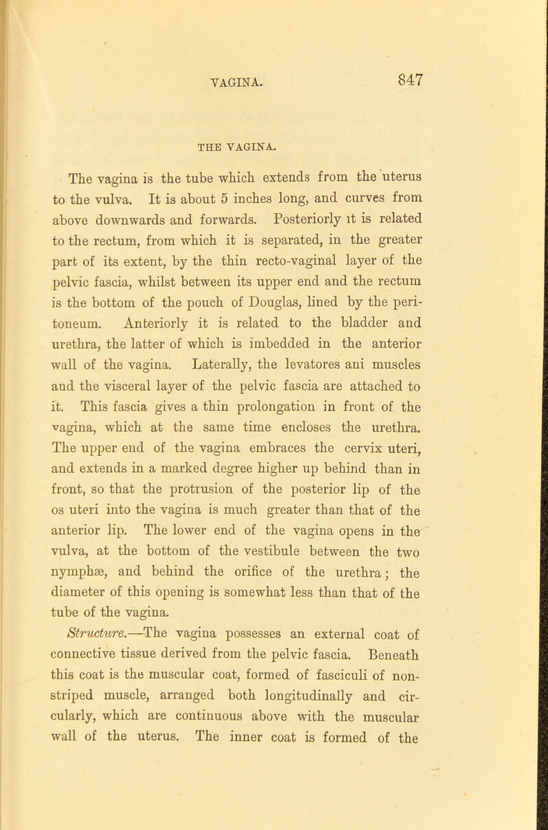 THE VAGINA. The vagina is the tube which extends from the uterus to the vulva. It is about 5 inches long, and curves from above downwards and forwards. Posteriorly it is related to the rectum, from which it is separated, in the greater part of its extent, by the thin recto-vaginal layer of the pelvic fascia, whilst between its upper end and the rectum is the bottom of the pouch of Douglas, lined by the peri- toneum. Anteriorly it is related to the bladder and urethra, the latter of which is imbedded in the anterior wall of the vagina. Laterally, the levatores ani muscles and the visceral layer of the pelvic fascia are attached to it. This fascia gives a thin prolongation in front of the vagina, which at the same time encloses the urethra. The upper end of the vagina embraces the cervix uteri, and extends in a marked degree higher up behind than in front, so that the protrusion of the posterior lip of the 03 uteri into the vagina is much greater than that of the anterior lip. The lower end of the vagina opens in the vulva, at the bottom of the vestibule between the two nymphae, and behind the orifice of the urethra; the diameter of this opening is somewhat less than that of the tube of the vagina. Structure.—The vagina possesses an external coat of connective tissue derived from the pelvic fascia. Beneath this coat is the muscular coat, formed of fasciculi of non- striped muscle, arranged both longitudinally and cir- cularly, which are continuous above with the muscular wall of the uterus. The inner coat is formed of the