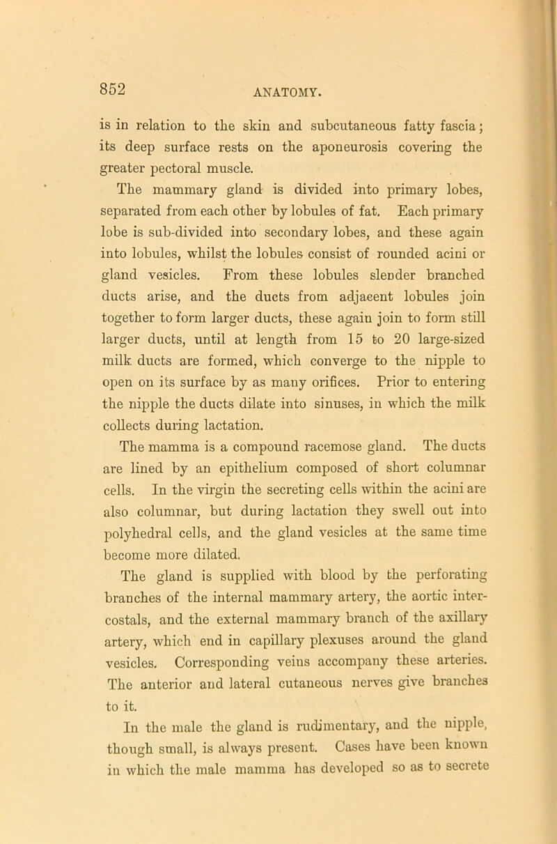 is in relation to the skin and subcutaneous fatty fascia; its deep surface rests on the aponeurosis covering the greater pectoral muscle. The mammary gland is divided into primary lobes, separated from each other by lobules of fat. Each primary lobe is sub-divided into secondary lobes, and these again into lobules, whilst the lobules consist of rounded acini or gland vesicles. From these lobules slender branched ducts arise, and the ducts from adjacent lobules join together to form larger ducts, these again join to form still larger ducts, until at length from 15 to 20 large-sized milk ducts are formed, which converge to the nipple to open on its surface by as many orifices. Prior to entering the nipple the ducts dilate into sinuses, in which the milk collects during lactation. The mamma is a compound racemose gland. The ducts are lined by an epithelium composed of short columnar cells. In the virgin the secreting cells within the acini are also columnar, but during lactation they swell out into polyhedral cells, and the gland vesicles at the same time become more dilated. The gland is supplied with blood by the perforating branches of the internal mammary artery, the aortic inter- costals, and the external mammary branch of the axillary artery, which end in capillary plexuses around the gland vesicles. Corresponding veins accompany these arteries. The anterior and lateral cutaneous nerves give branches to it. In the male the gland is rudimentary, and the nipple, though small, is always present. Cases have been known in which the male mamma has developed so as to secrete
