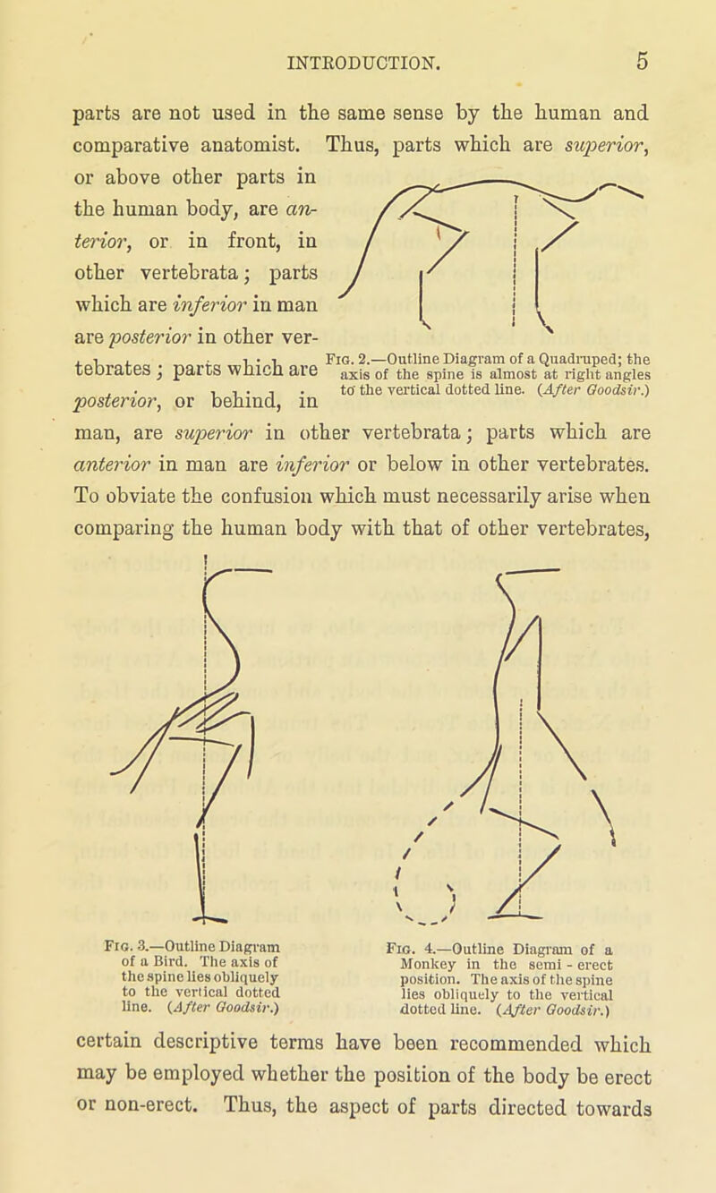 parts are not used in the same sense by the human and comparative anatomist. Thus, parts which are superior, or above other parts in the human body, are an- terior, or in front, in other vertebrata; parts which are inferior in man are posterior in other ver- . i . ; i • i Fig. 2.—Outline Diagram of a Quadruped; the tebrates j parts which are axis of the spine is almost at right angles , . .... . to' the vertical dotted line. (After Qoodsir.) posterior, or behind, in man, are superior in other vertebrata; parts which are anterior in man are inferior or below in other vertebrates. To obviate the confusion which must necessarily arise when comparing the human body with that of other vertebrates, Fig. 3.—Outline Diagram of a Bird. The axis of the spine lies obliquely to the vertical dotted line. (After Goodsir.) Fig. 4.—Outline Diagram of a Monkey in the semi - erect position. The axis of the spine lies obliquely to the vertical dotted line. (After Goodsir.) certain descriptive terms have been recommended which may be employed whether the position of the body be erect or non-erect. Thus, the aspect of parts directed towards