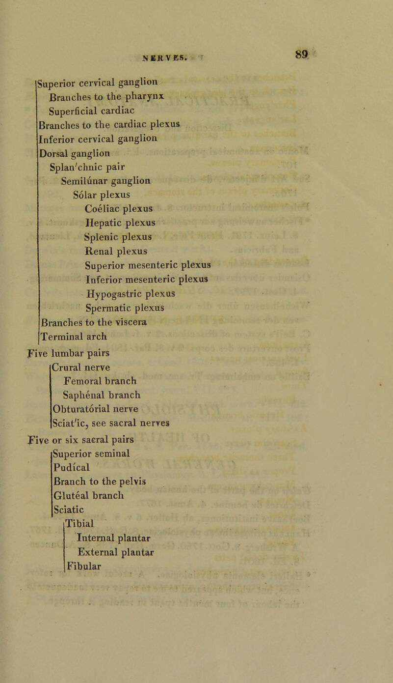Superior cervical ganglion Branches to the pharynx Superficial cardiac Branches to the cardiac plexus Inferior cervical ganglion Dorsal ganglion Splan'chnic pair Semilunar ganglion Solar plexus Coeliac plexus Hepatic plexus Splenic plexus Renal plexus Superior mesenteric plexus Inferior mesenteric plexus Hypogastric plexus Spermatic plexus Branches to the viscera Terminal arch Five lumbar pairs Crural nerve Femoral branch Saphenal branch Obturatorial nerve Sciat'ic, see sacral nerves Five or six sacral pairs Superior seminal Pudical Branch to the pelvis Gluteal branch Sciatic Tibial Internal plantar External plantar Fibular