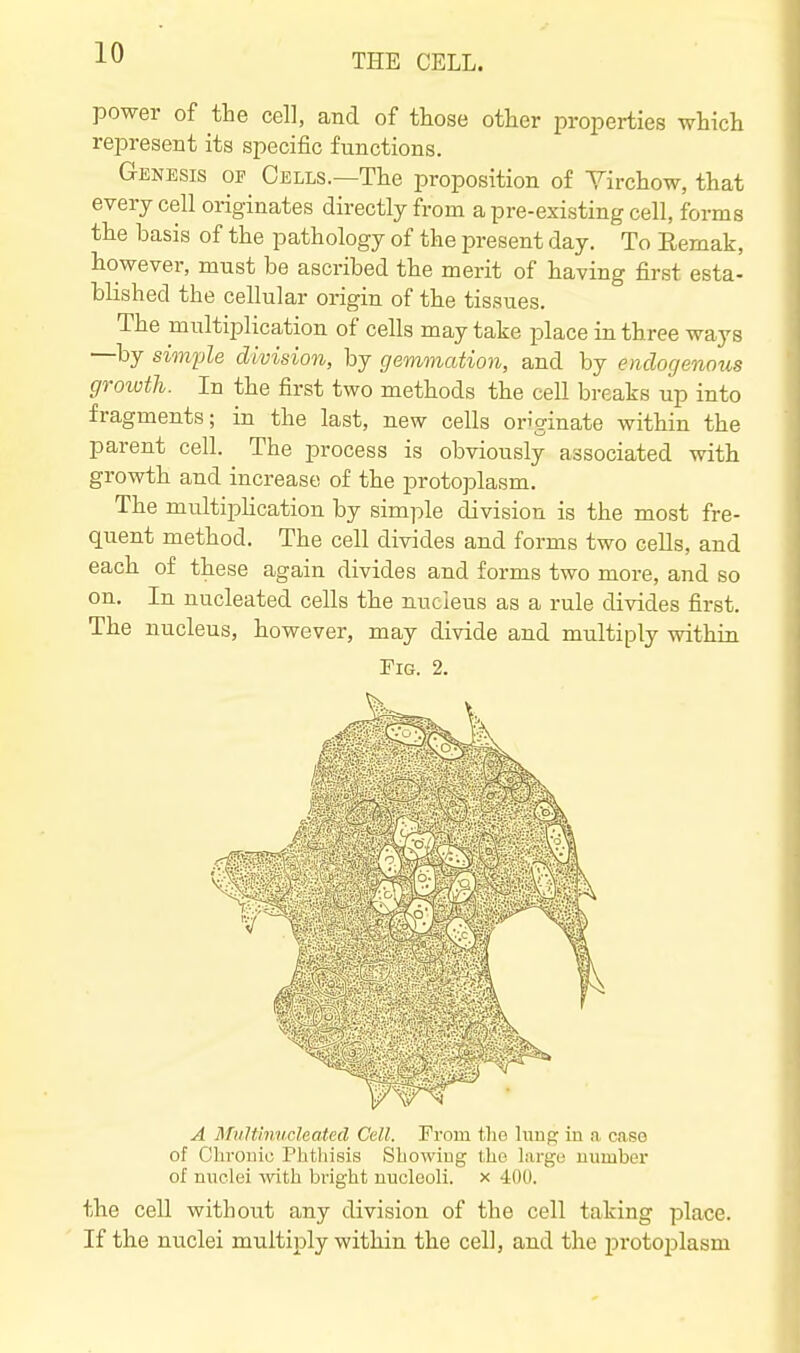 power of the cell, and of those other properties which represent its specific functions. Genesis of Cells.—The proposition of Yirchow, that every cell originates directly from a pre-existing cell, forms the basis of the pathology of the present day. To Eemak, however, must be ascribed the merit of having first esta- blished the cellular origin of the tissues. The multiplication of cells may take place in three ways —by simple division, by gemmation, and by endogenous growth. In the first two methods the cell breaks up into fragments; in the last, new cells originate within the parent cell. The process is obviously associated with growth and increase of the protoplasm. The multiplication by simple division is the most fre- quent method. The cell divides and forms two cells, and each of these again divides and forms two more, and so on. In nucleated cells the nucleus as a rule divides first. The nucleus, however, may divide and multiply within Fig. 2. A MiiU'mMcleatecl Cell. From tlie hmg iu a case of CliTOiiio Phthisis Showing the large uumber of nuclei -with bright nucleoli, x 400. the cell without any division of the cell taking place. If the nuclei multiply within the cell, and the protoplasm