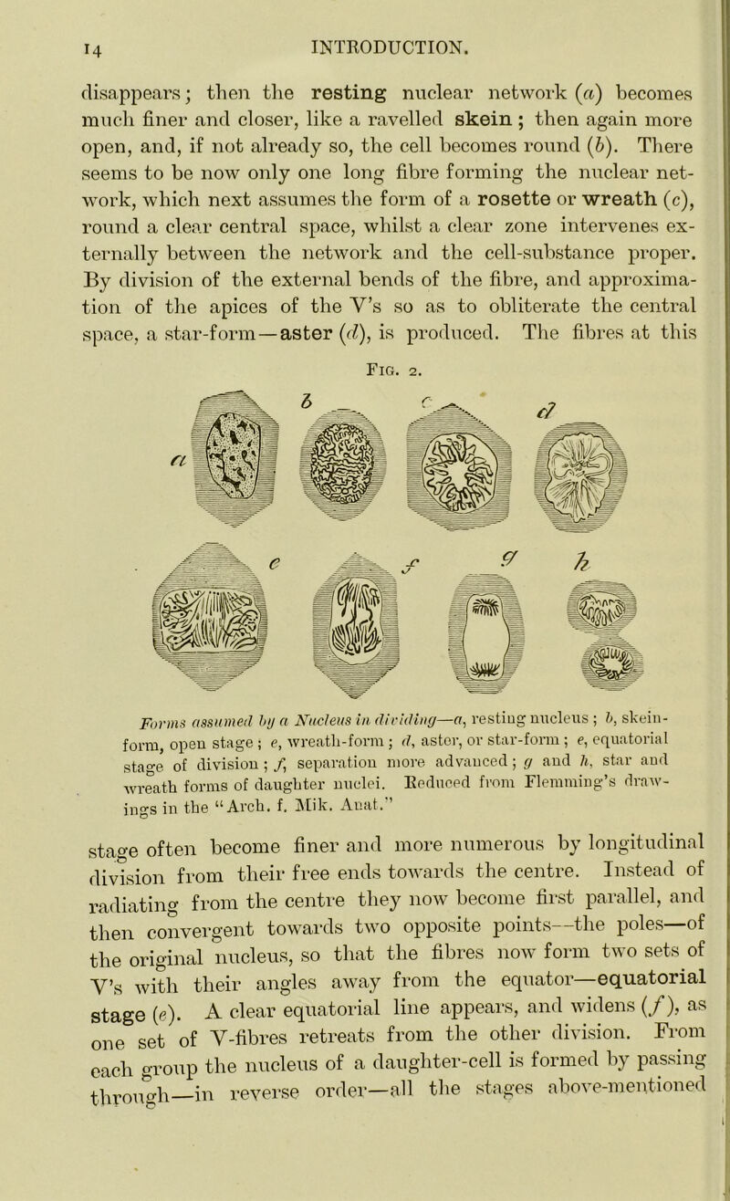 disappears; then the resting nuclear network (a) becomes much finer and closer, like a ravelled skein ; then again more open, and, if not already so, the cell becomes round (6). There seems to be now only one long fibre forming the nuclear net- work, which next assumes the form of a rosette or wreath, (c), round a clear central space, whilst a clear zone intervenes ex- ternally between the network and the cell-substance proper. By division of the external bends of the fibre, and approxima- tion of the apices of the V’s so as to obliterate the central space, a star-form—aster (d), is produced. The fibres at this Fig. 2. Forms assumed by a Nucleus in dividing—«, resting nucleus ; b, skein- form, open stage ; e, wreatli-form ; d, aster, or star-form ; e, equatorial sta°-e of division ; /, separation more advanced; g and h, star and wreath forms of daughter nuclei. Reduced from Flemming’s draw- ings in the u Arch, f, Mik. Anat. stao-e often become finer and more numerous by longitudinal division from their free ends towards the centre. Instead of radiating from the centre they now become first parallel, and then convergent towards two opposite points—the poles—of the original nucleus, so that the fibres now form two sets of V’s with their angles away from the equator—equatorial stage (e). A clear equatorial line appears, and widens (/), as one set of V-fibres retreats from the other division. From each group the nucleus of a daughter-cell is formed by passing through—in reverse order—all the stages above-mentioned