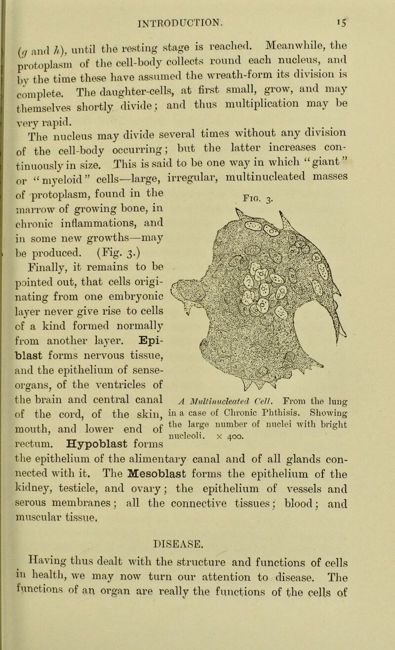 0/ and h), until the resting stage is reached. Meanwhile, the protoplasm of the cell-body collects round each nucleus, and by the time these have assumed the wreath-form its division is complete. The daughter-cells, at first small, grow, and may themselves shortly divide; and thus multiplication may be very rapid. The nucleus may divide several times without any division of the cell-body occurring; but the latter increases con- tinuously in size. This is said to be one way in which “ giant ” or “ myeloid ” cells—large, irregular, multinucleated masses of protoplasm, found in the marrow of growing bone, in chronic inflammations, and in some new growths—may be produced. (Fig. 3.) Finally, it remains to be out, that cells origi- nating from one embryonic layer never give rise to cells of a kind formed normally from another layer. Epi- blast forms nervous tissue, and the epithelium of sense- organs, of the ventricles of the brain and central canal A Multinucleated Cell. From the lung of the cord, of the skill, in a case of Chronic Phthisis. Showing mouth, and lower end of tte large number of nuclei with bright rectum. Hypoblast forms the epithelium of the alimentary canal and of all glands con- nected with it. The Mesoblast forms the epithelium of the kidney, testicle, and ovary; the epithelium of vessels and serous membranes; all the connective tissues; blood; and muscular tissue. DISEASE. Having thus dealt with the structure and functions of cells in health, we may now turn our attention to disease. The functions of an organ are really the functions of the cells of