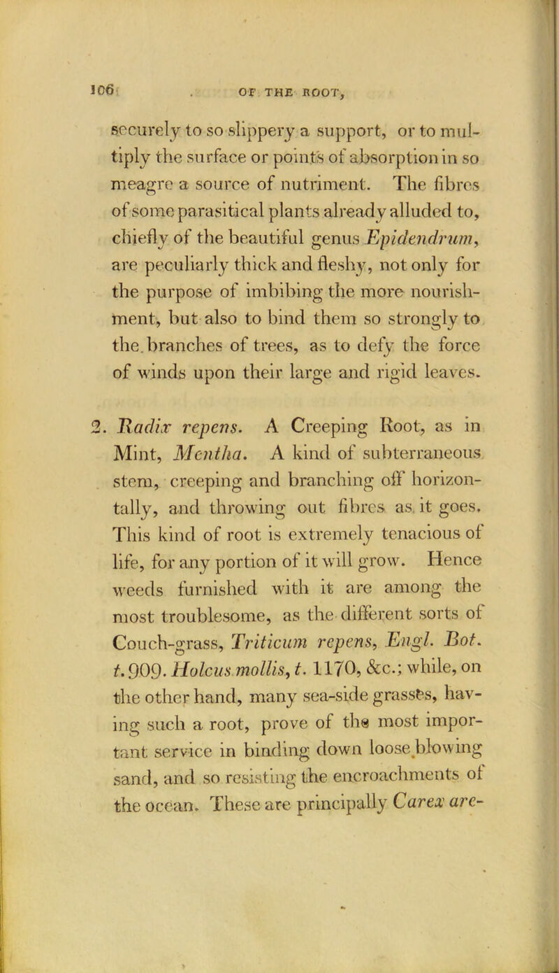 securely to so slippery a support, or to mul- tiply the surface or points of absorption in so meagre a source of nutriment. The fibres of some parasitical plants already alluded to, chiefly of the beautiful genus Epidendriim, are peculiarly thick and fleshy, not only for the purpose of imbibing the more nourish- ment, but also to bind them so strongly to the. branches of trees, as to defy the force of winds upon their large and rigid leaves. 2. Radix repens. A Creeping Root, as in Mint, Mentha. A kind of subterraneous stem, creeping and branching off horizon- tally, and throwing out fibres as. it goes. This kind of root is extremely tenacious of life, for any portion of it will grow. Hence weeds furnished with it are among the most troublesome, as the different sorts oi Couch-grass, Triticum repens, Engl. Rot. t.909. Holcus mollis, t. 1170, See.; while, on the other hand, many sea-side grasses, hav- ing such a root, prove of the most impor- tant service in binding down loose blowing sand, and so resisting the encroachments ol the ocean. These are principally Carex are-