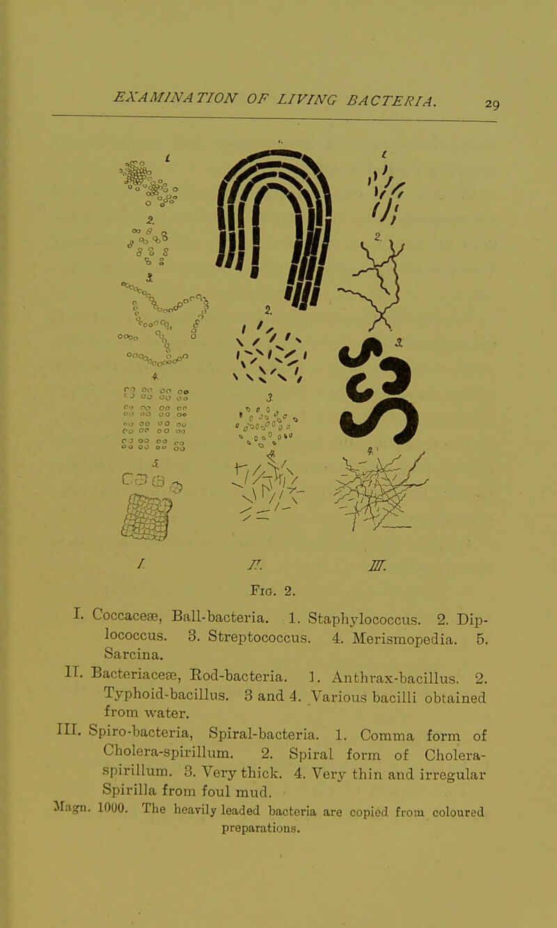 I- J7. m. Fig. 2. I. Coccacese, Ball-bacteria. 1. Staphylococcus. 2. Dip- lococcus. 3. Streptococcus. 4. Merismopedia. 5. Sarcina. T. Bacteriacese, Eod-bacteria. 1. Anthrax-bacillus. 2. Typhoid-bacillus. 3 and 4. Various bacilli obtained from water. I. Spiro-bacteria, Spiral-bacteria. 1. Comma form of Cholera-spirillum. 2. Spiral form of Cholera- spirillum. 3. Very thick. 4. Very thin and irregular Spirilla from foul mud. 1000. The heavily leaded bacteria are copied from coloured preparations.