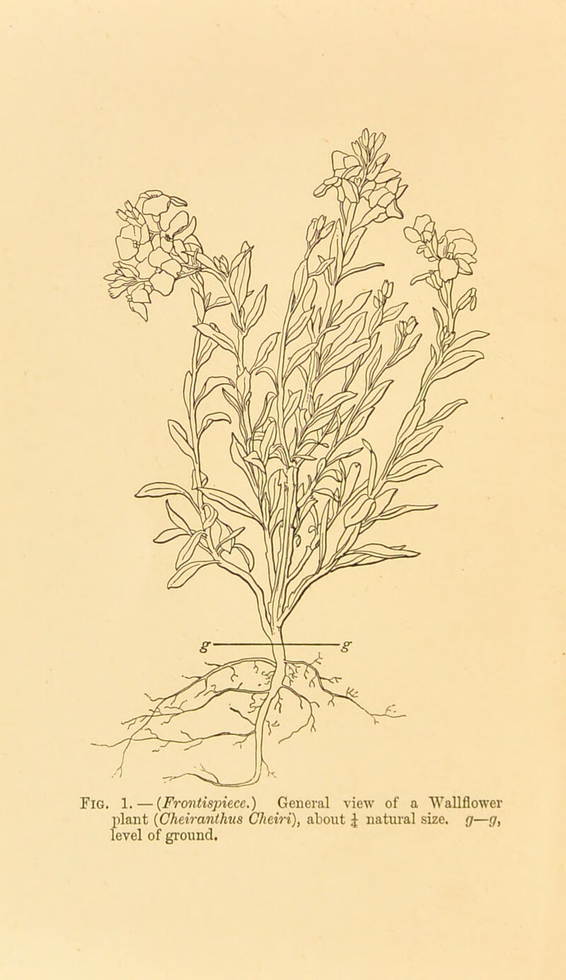 Fig. 1.—(Frontispiece.) General view of a Wallflower plant (Cheiranthus Cheiri), about £ natural size, (j—<j, level of ground.