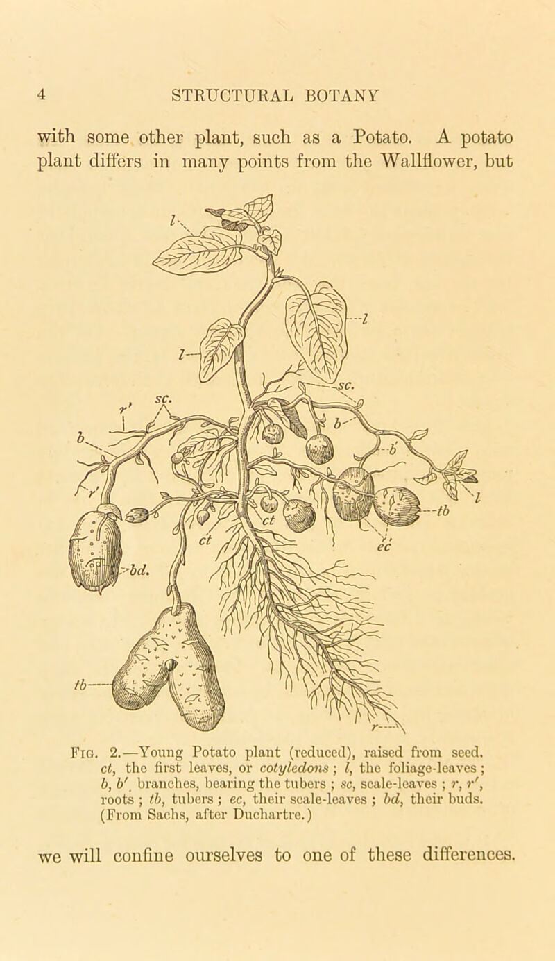 with some other plant, such as a Potato. A potato plant differs in many points from the Wallflower, but Fig. 2.—Young Potato plant (reduced), raised from seed. ct, the first leaves, or cotyledons; l, the foliage-leaves; b, b' branches, bearing the tubers ; sc, scale-leaves ; r, r', roots ; tb, tubers ; ec, their scale-leaves ; bd, their buds. (From Sachs, after Duchartre.) we will confine ourselves to one of these differences.