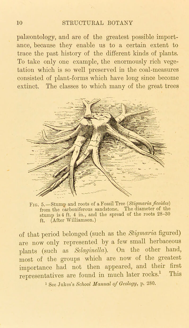 palaeontology, and are of the greatest possible import- ance, because they enable us to a certain extent to trace the past history of the different kinds of plants. To take only one example, the enormously rich vege- tation which is so well preserved in the coal-measures consisted of plant-forms which have long since become extinct. The classes to which many of the great trees Fig. 5.—Stump and roots of a Fossil Tree (Sligmaria fcoidcs) from the carboniferous sandstone. The diameter of the stump is 4 ft. 4 in., and the spread of the roots 28-30 ft. (After Williamson.) of that period belonged (such as the Stigrmria figured) are now only represented by a few small herbaceous plants (such as Selaginella). On the other hand, most of the groups which are now of the greatest importance had not then appeared, and their first representatives are found in much later rocks.1 This 1 Sec Jukes’s School Manual of Geology, p. 280.