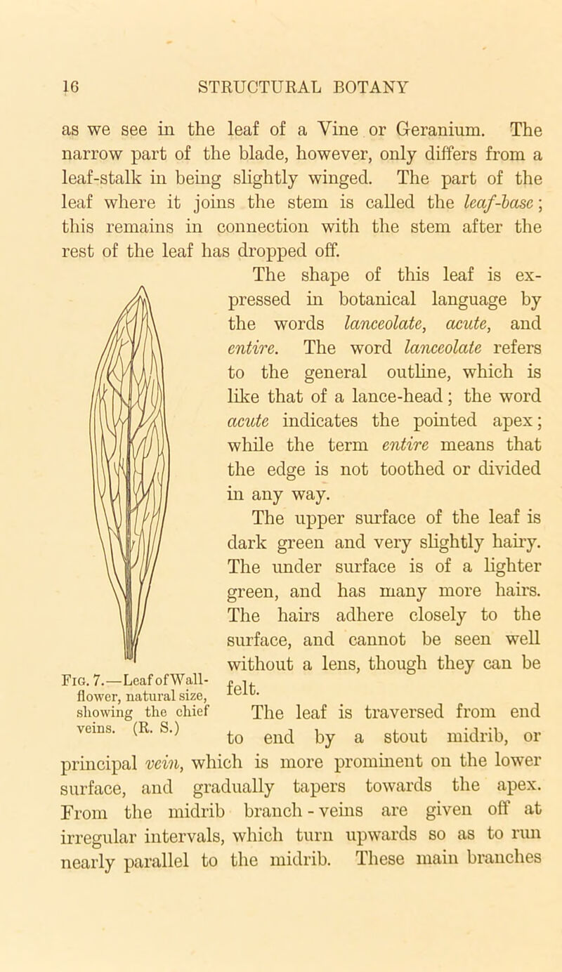 as we see in the leaf of a Vine or Geranium. The narrow part of the blade, however, only differs from a leaf-stalk in being slightly winged. The part of the leaf where it joins the stem is called the leaf-base; this remains in connection with the stem after the rest of the leaf has dropped off. The shape of this leaf is ex- pressed in botanical language by the words lanceolate, acute, and entire. The word lanceolate refers to the general outline, which is like that of a lance-head; the word acute indicates the pointed apex; while the term entire means that the edge is not toothed or divided in any way. The upper surface of the leaf is dark green and very slightly hairy. The under surface is of a lighter green, and has many more hairs. The hairs adhere closely to the surface, and cannot be seen well without a lens, though they can be Fig. 7.—LeafofWall- pi, flower, natural size, showing the chief The leaf is traversed from end veins. (R. S.) gild by a stout midrib, or principal vein, which is more prominent on the lower surface, and gradually tapers towards the apex. From the midrib branch - veins are given off at irregular intervals, which turn upwards so as to run nearly parallel to the midrib. These main branches