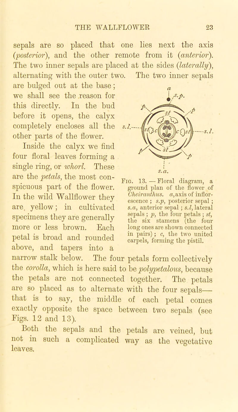 sepals are so placed that one lies next the axis (posterior), and the other remote from it {anterior). The two inner sepals are placed at the sides {laterally), alternating with the outer two. The two inner sepals are bulged out at the base; we shall see the reason for this directly. In the bud before it opens, the calyx completely encloses all the other parts of the flower. Inside the calyx we find four floral leaves forming a single ring, or whorl. These are the petals, the most con- spicuous part of the flower. In the wild Wallflower they are, yellow; in cultivated specimens they are generally more or less brown. Each petal is broad and rounded above, and tapers into a narrow stalk below. The four petals form collectively the corolla, which is here said to be polypetalous, because the petals are not connected together. The petals are so placed as to alternate with the four sepals— that is to say, the middle of each petal comes exactly opposite the space between two sepals (see Figs. 12 and 13). Both the sepals and the petals are veined, but not in such a complicated way as the vegetative leaves. a i s.a. Fig. 13. — Floral diagram, a ground plan of the flower of Cheiranthus. a, axis of inflor- escence ; s.p, posterior sepal ; s.a, anterior sepal ; s.l, lateral sepals ; p, the four petals ; st, the six stamens (the four long ones are shown connected in pairs); c, the two united carpels, forming the pistil.