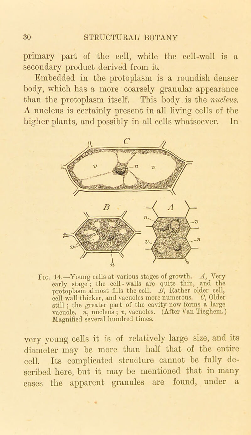 primary part of the cell, while the cell-wall is a secondary product derived from it. Embedded in the protoplasm is a roundish denser body, which has a more coarsely granular appearance than the protoplasm itself. This body is the nucleus. A nucleus is certainly present in all living cells of the higher plants, and possibly in all cells whatsoever. In B Fig. 14.—Young cells at various stages of growth. A, Very early stage ; the cell - walls are quite thin, and the protoplasm almost fills the cell. B, Rather older cell, cell-wall thicker, and vacuoles more numerous. G, Older still ; the greater part of the cavity now forms a large vacuole, n, nucleus ; v, vacuoles. (After Van Tieghem.) Magnified several hundred times. very young cells it is of relatively large size, and its diameter may be more than half that of the entire cell. Its complicated structure cannot he fully de- scribed here, but it may be mentioned that in many cases the apparent granules are found, under a