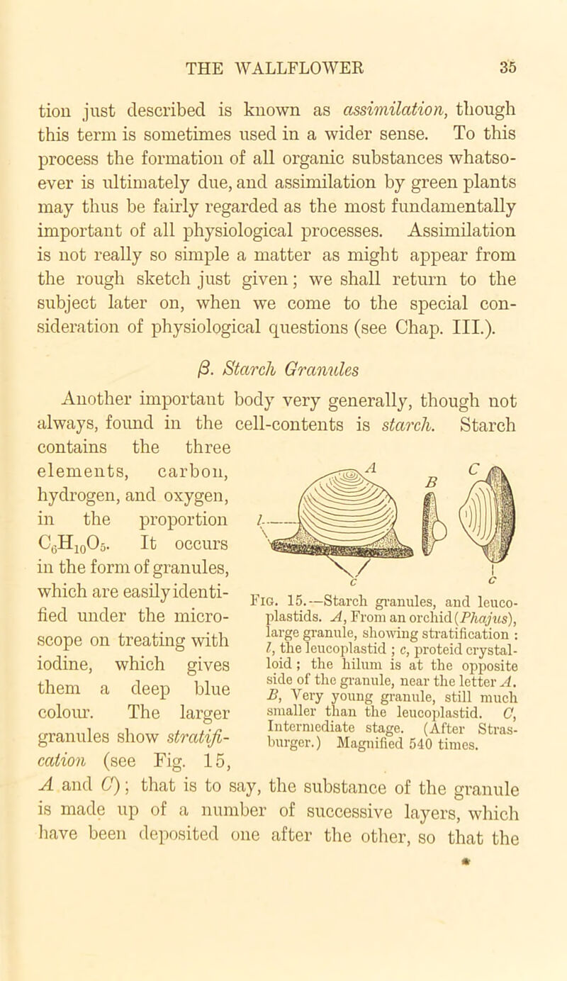 tion just described is known as assimilation, though this term is sometimes used in a wider sense. To this process the formation of all organic substances whatso- ever is ultimately due, and assimilation by green plants may thus be fairly regarded as the most fundamentally important of all physiological processes. Assimilation is not really so simple a matter as might appear from the rough sketch just given; we shall return to the subject later on, when we come to the special con- sideration of physiological questions (see Chap. III.). (3. Starch Granules Another important body very generally, though uot always, found in the cell-contents is starch. Starch contains the three elements, carbon, hydrogen, and oxygen, in the proportion C0H10O5. It occurs in the form of granules, which are easily identi- fied under the micro- scope on treating with iodine, which gives them a deep blue colour. The larger granules show stratifi- cation (see Fig. 15, A and C); that is to say, the substance of the granule is made up of a number of successive layers, which have been deposited one after the other, so that the Fig. 15.—Starch granules, and leuco- plastids. A, From an orchid(Phajus), large granule, showing stratification : l, the lcucoplastid ; c, proteid crystal- loid ; the hilum is at the opposite side of the granule, near the letter A. B, Very young granule, still much smaller than the leucoplastid. C, Intermediate stage. (After Stras- burger.) Magnified 540 times.