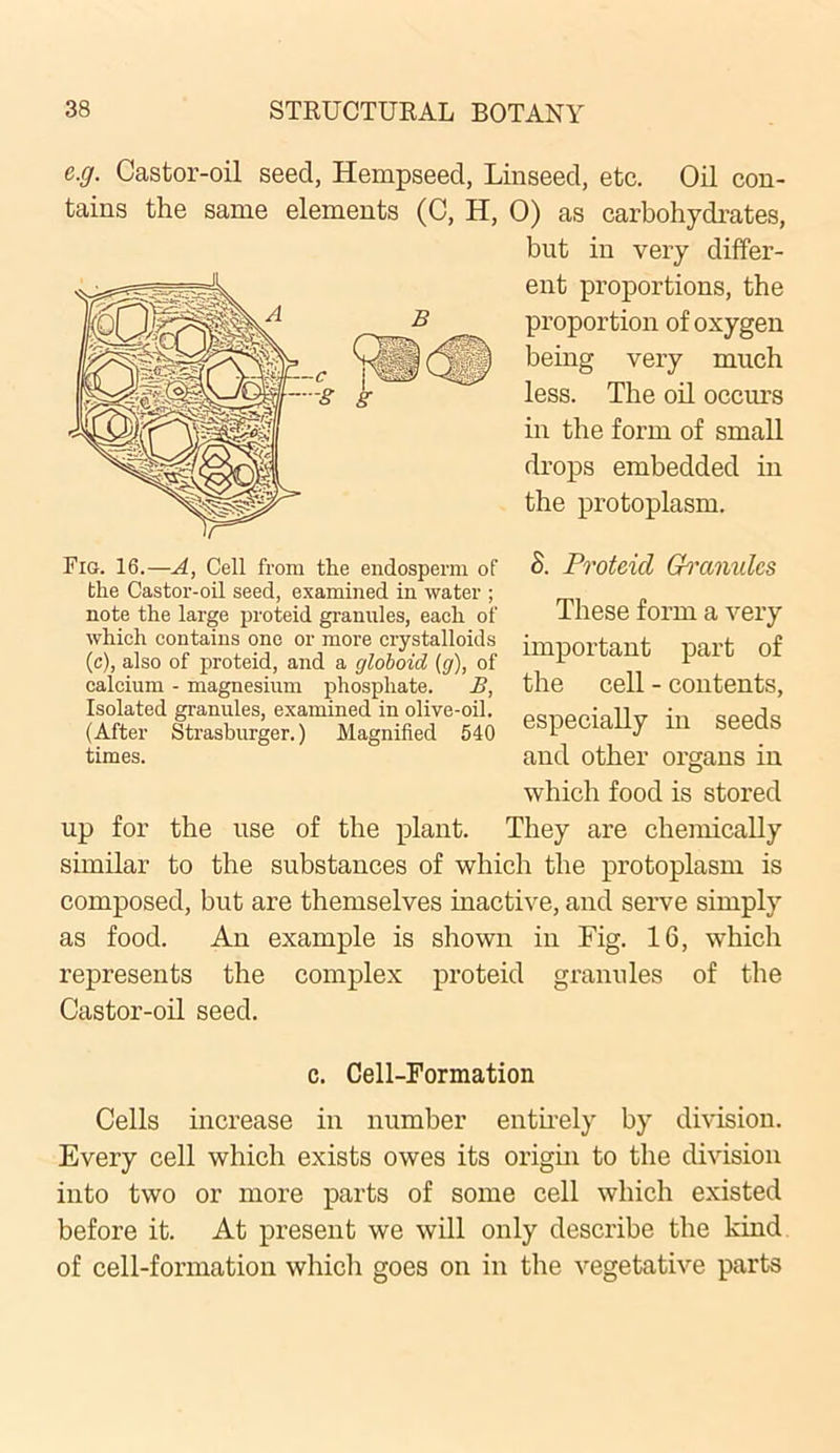 e.g. Castor-oil seed, Hempseed, Linseed, etc. Oil con- tains the same elements (C, H, 0) as carbohydrates, but in very differ- ent proportions, the proportion of oxygen being very much less. The oil occurs in the form of small drops embedded in the protoplasm. Fig. 16.—A, Cell from the endosperm of the Castor-oil seed, examined in water ; note the large proteid grannies, each of which contains one or more crystalloids (c), also of proteid, and a globoid (g), of calcium - magnesium phosphate. B, Isolated granules, examined in olive-oil. (After Strasburger.) Magnified 540 times. 8. Proteid Granules These form a very important part of the cell - contents, especially in seeds and other organs in which food is stored up for the use of the plant. They are chemically similar to the substances of which the protoplasm is composed, but are themselves inactive, and serve simply as food. An example is shown in Fig. 16, which represents the complex proteid granules of the Castor-oil seed. c. Cell-Formation Cells increase in number entirely by division. Every cell which exists owes its origin to the division into two or more parts of some cell which existed before it. At present we will only describe the kind of cell-formation which goes on in the vegetative parts