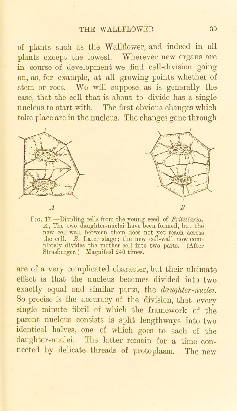 of plants such as the Wallflower, and indeed in all plants except the lowest. Wherever new organs are in course of development we find cell-division going on, as, for example, at all growing points whether of stem or root. We will suppose, as is generally the case, that the cell that is about to divide has a single nucleus to start with. The first obvious changes which take place are in the nucleus. The changes gone through Fig. 17.—Dividing cells from the young seed of Fritillaria. A, The two daughter-nuclei have been formed, but the new cell-wall between them does not yet reach across the cell. B, Later stage; the new cell-wall now com- pletely divides the mother-cell into two parts. (After Strasburger.) Magnified 240 times. are of a very complicated character, but their ultimate effect is that the nucleus becomes divided into two exactly equal and similar parts, the daughter-nuclei. So precise is the accuracy of the division, that every single minute fibril of which the framework of the parent nucleus consists is split lengthways into two identical halves, one of which goes to each of the daughter-nuclei. The latter remain for a time con- nected by delicate threads of protoplasm. The new