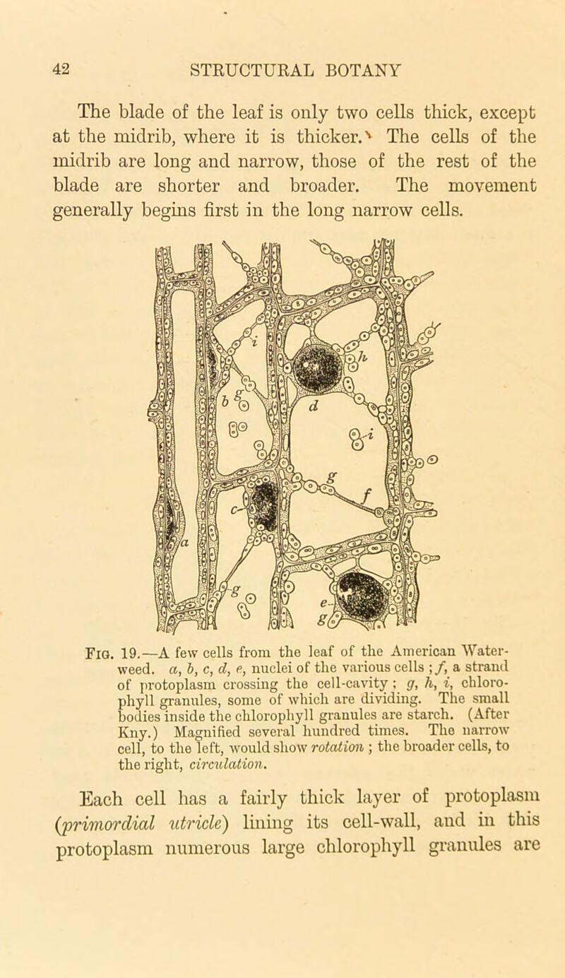 The blade of the leaf is only two cells thick, except at the midrib, where it is thicker.' The cells of the midrib are long and narrow, those of the rest of the blade are shorter and broader. The movement generally begins first in the long narrow cells. Fig. 19.—A few cells from the leaf of the American Water- weed. a, b, c, d, e, nuclei of the various cells ;/, a strand of protoplasm crossing the cell-cavity ; g, li, i, chloro- phyll granules, some of which are dividing. The small bodies inside the chlorophyll granules are starch. (After Kny.) Magnified several hundred times. The narrow cell, to the left, would show rotation ; the broader cells, to the right, circulation. Each cell has a fairly thick layer of protoplasm (primordial utricle) lining its cell-wall, and in this protoplasm numerous large chlorophyll granules are