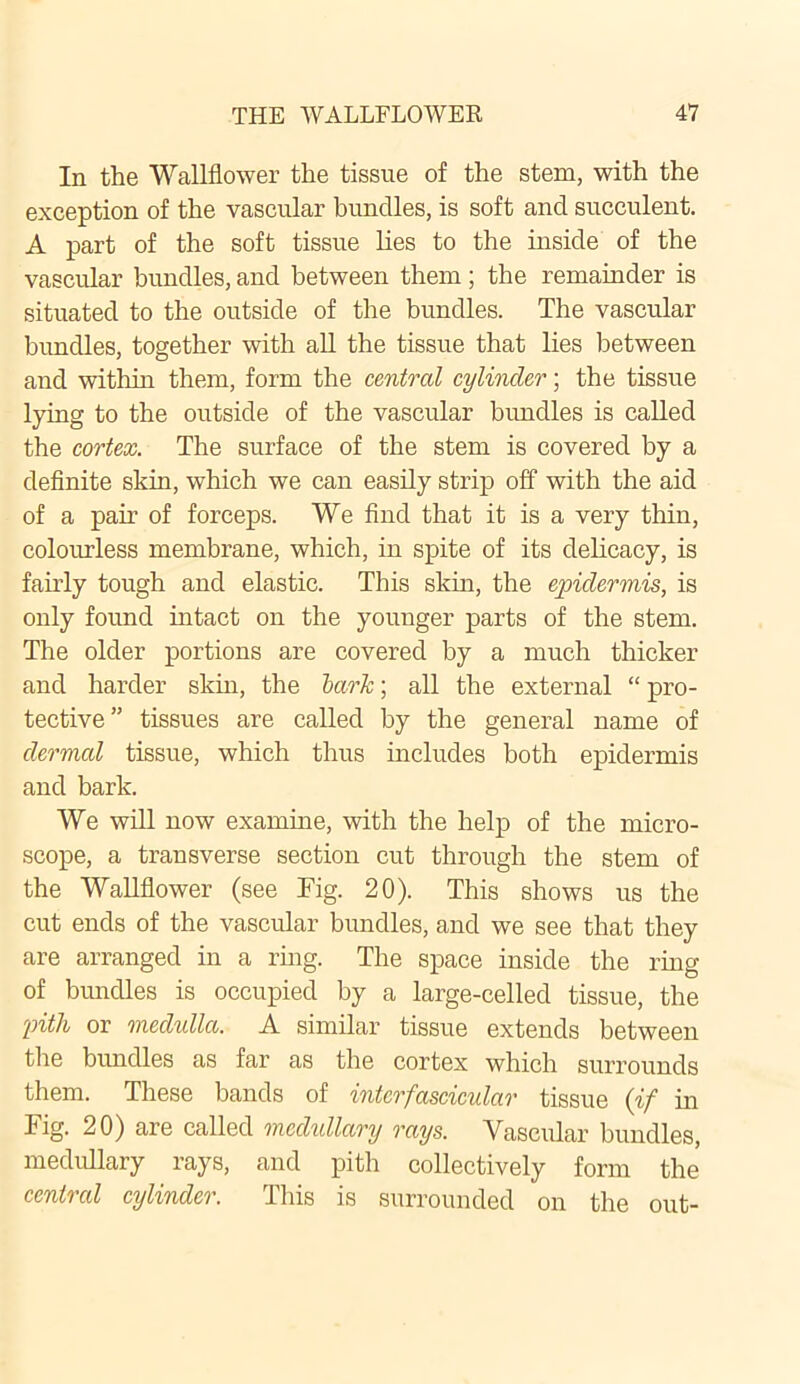 In the Wallflower the tissue of the stem, with the exception of the vascular bundles, is soft and succulent. A part of the soft tissue lies to the inside of the vascular bundles, and between them; the remainder is situated to the outside of the bundles. The vascular bundles, together with all the tissue that lies between and within them, form the central cylinder; the tissue lying to the outside of the vascular bundles is called the cortex. The surface of the stem is covered by a definite skin, which we can easily strip off with the aid of a pair of forceps. We find that it is a very thin, colourless membrane, which, in spite of its delicacy, is fairly tough and elastic. This skin, the epidermis, is only found intact on the younger parts of the stem. The older portions are covered by a much thicker and harder skin, the lark; all the external “ pro- tective” tissues are called by the general name of dermal tissue, which thus includes both epidermis and bark. We will now examine, with the help of the micro- scope, a transverse section cut through the stem of the Wallflower (see Fig. 20). This shows us the cut ends of the vascular bundles, and we see that they are arranged in a ring. The space inside the ring of bundles is occupied by a large-celled tissue, the pith or medulla. A similar tissue extends between the bundles as far as the cortex which surrounds them. These bands of interfascicular tissue (if in Fig. 20) are called medullary rays. Vascular bundles, medullary rays, and pith collectively form the centred cylinder. This is surrounded on the out-