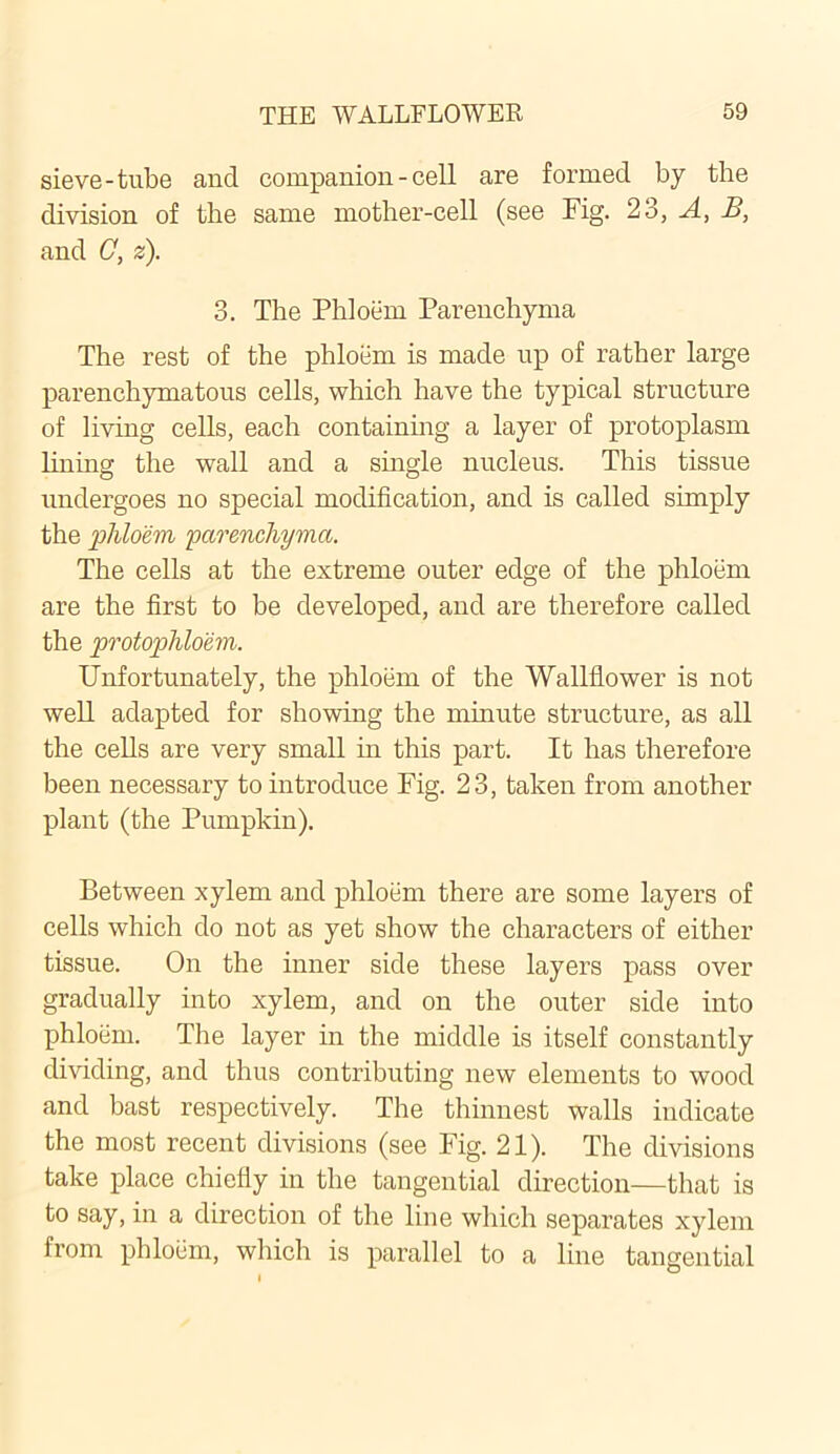 sieve-tube and companion - cell are formed by the division of the same mother-cell (see Fig. 23, A, B, and 0, z). 3. The Phloem Parenchyma The rest of the phloem is made up of rather large parenchymatous cells, which have the typical structure of living cells, each containing a layer of protoplasm lining the wall and a single nucleus. This tissue undergoes no special modification, and is called simply the phloem parenchyma. The cells at the extreme outer edge of the phloem are the first to be developed, and are therefore called the protophloem. Unfortunately, the phloem of the Wallflower is not well adapted for showing the minute structure, as all the cells are very small in this part. It has therefore been necessary to introduce Fig. 23, taken from another plant (the Pumpkin). Between xylem and phloem there are some layers of cells which do not as yet show the characters of either tissue. On the inner side these layers pass over gradually into xylem, and on the outer side into phloem. The layer in the middle is itself constantly dividing, and thus contributing new elements to wood and bast respectively. The thinnest walls indicate the most recent divisions (see Fig. 21). The divisions take place chiefly in the tangential direction—that is to say, in a direction of the line which separates xylem from phloem, which is parallel to a line tangential