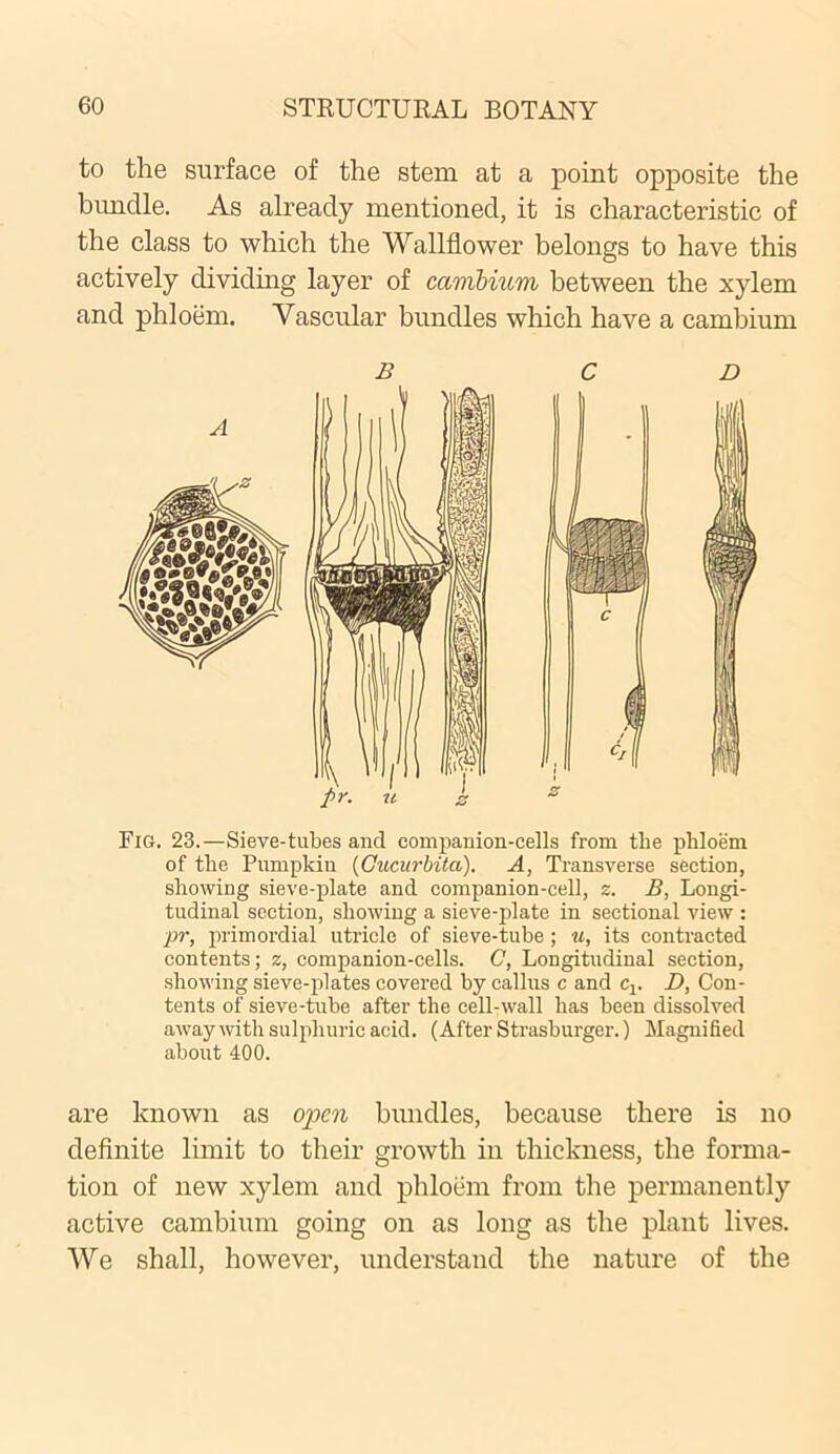 to the surface of the stem at a point opposite the bundle. As already mentioned, it is characteristic of the class to which the Wallflower belongs to have this actively dividing layer of cambium between the xylem and phloem. Vascular bundles which have a cambium Fig. 23.—Sieve-tubes and companion-cells from the phloem of the Pumpkin (Cucurbita). A, Transverse section, showing sieve-plate and companion-cell, z. B, Longi- tudinal section, showing a sieve-plate in sectional view : pr, primordial utricle of sieve-tube ; u, its contracted contents; z, companion-cells. C, Longitudinal section, showing sieve-plates covered by callus c and cv D, Con- tents of sieve-tube after the cell-wall has been dissolved away with sulphuric acid. (After Strasburger.) Magnified about 400. are known as open bundles, because there is no definite limit to their growth in thickness, the forma- tion of new xylem and phloem from the permanently active cambium going on as long as the plant lives. We shall, however, understand the nature of the