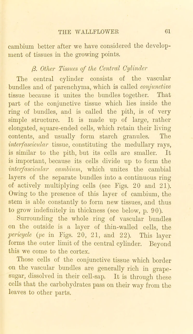 cambium better after we have considered the develop- ment of tissues in the growing points. j3. Other Tissues of the Central Cylinder The central cylinder consists of the vascular bundles and of parenchyma, which is called conjunctive tissue because it unites the bundles together. That part of the conjunctive tissue which lies inside the ring of bundles, and is called the pith, is of very simple structure. It is made up of large, rather elongated, square-ended cells, which retain their living contents, and usually form starch granules. The interfascicular tissue, constituting the medullary rays, is similar to the pith, but its cells are smaller. It is important, because its cells divide up to form the interfascicular cambium, which unites the cambial layers of the separate bundles into a continuous ring of actively multiplying cells (see Figs. 20 and 21). Owing to the presence of this layer of cambium, the stem is able constantly to form new tissues, and thus to grow indefinitely in thickness (see below, p. 90). Surrounding the whole ring of vascular bundles on the outside is a layer of thin-walled cells, the pericycle (pc in Figs. 20, 21, and 22). This layer forms the outer limit of the central cylinder. Beyond this we come to the cortex. Those cells of the conjunctive tissue which border on the vascular bundles are generally rich in grape- sugar, dissolved in their cell-sap. It is through these cells that the carbohydrates pass on their way from the leaves to other parts.